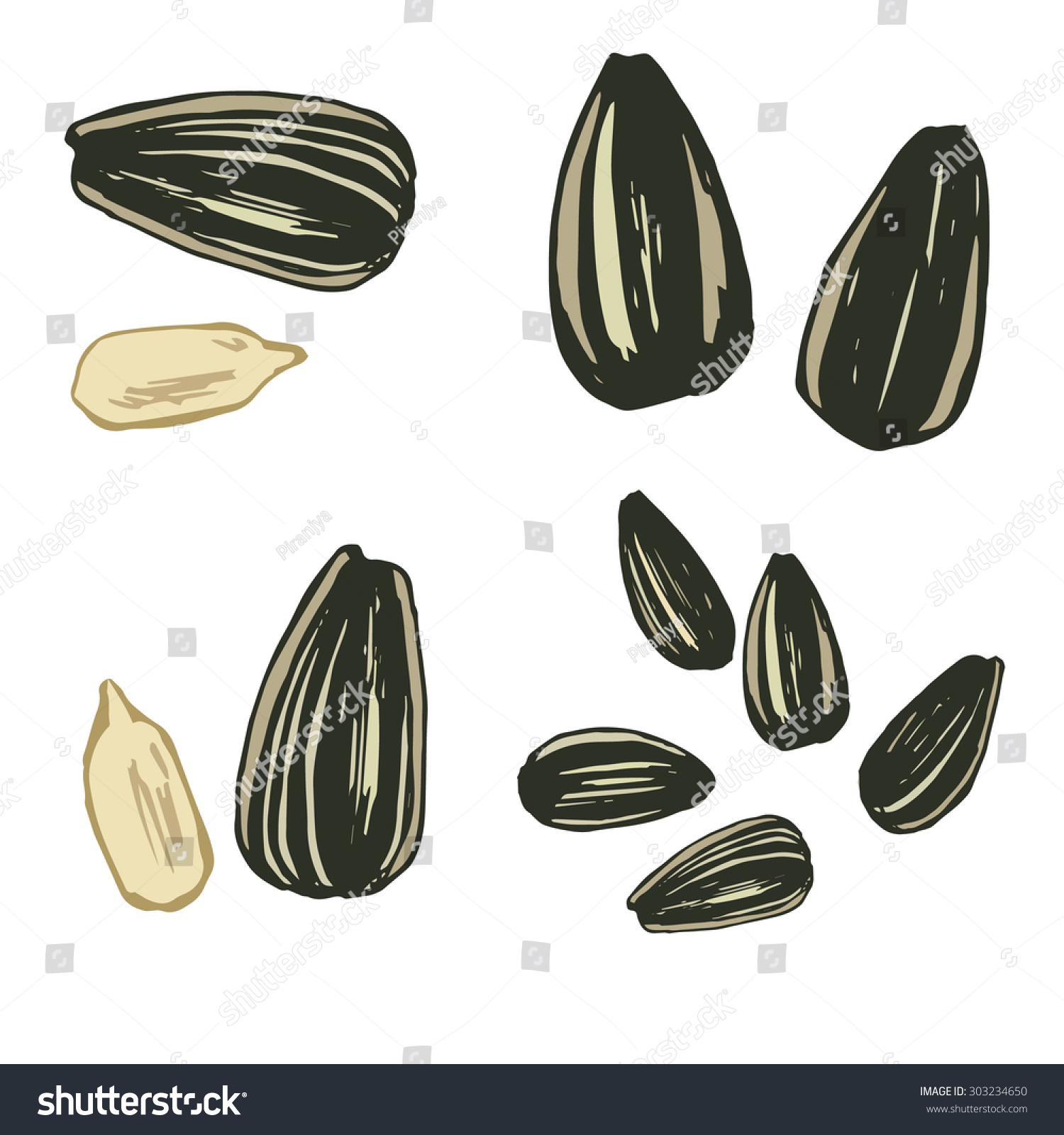 Sunflower Seed Isolated On White Background hand Stock Vector 303234650