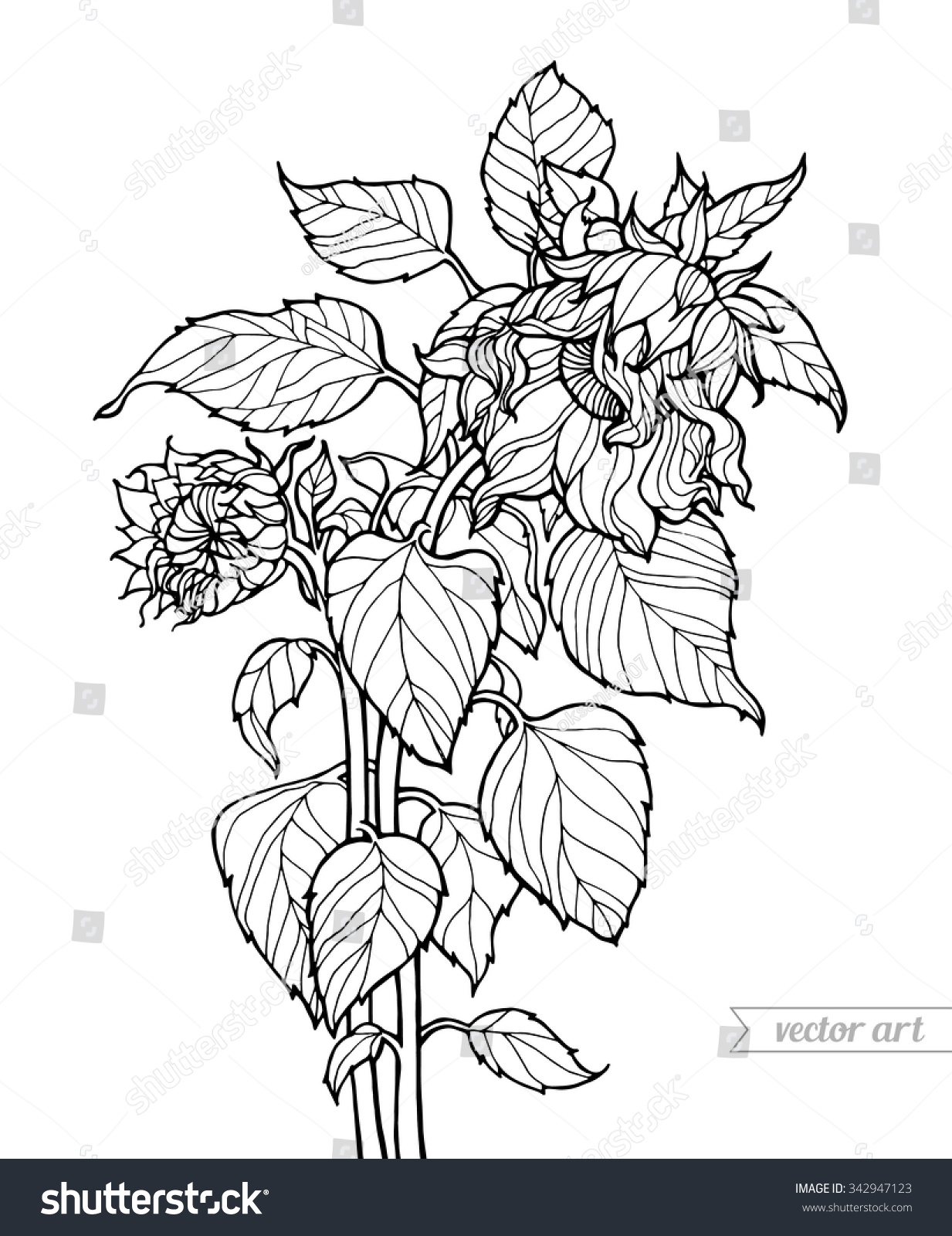 Clip Art Botany Coloring Pages botany coloring book eassume com pages eassume