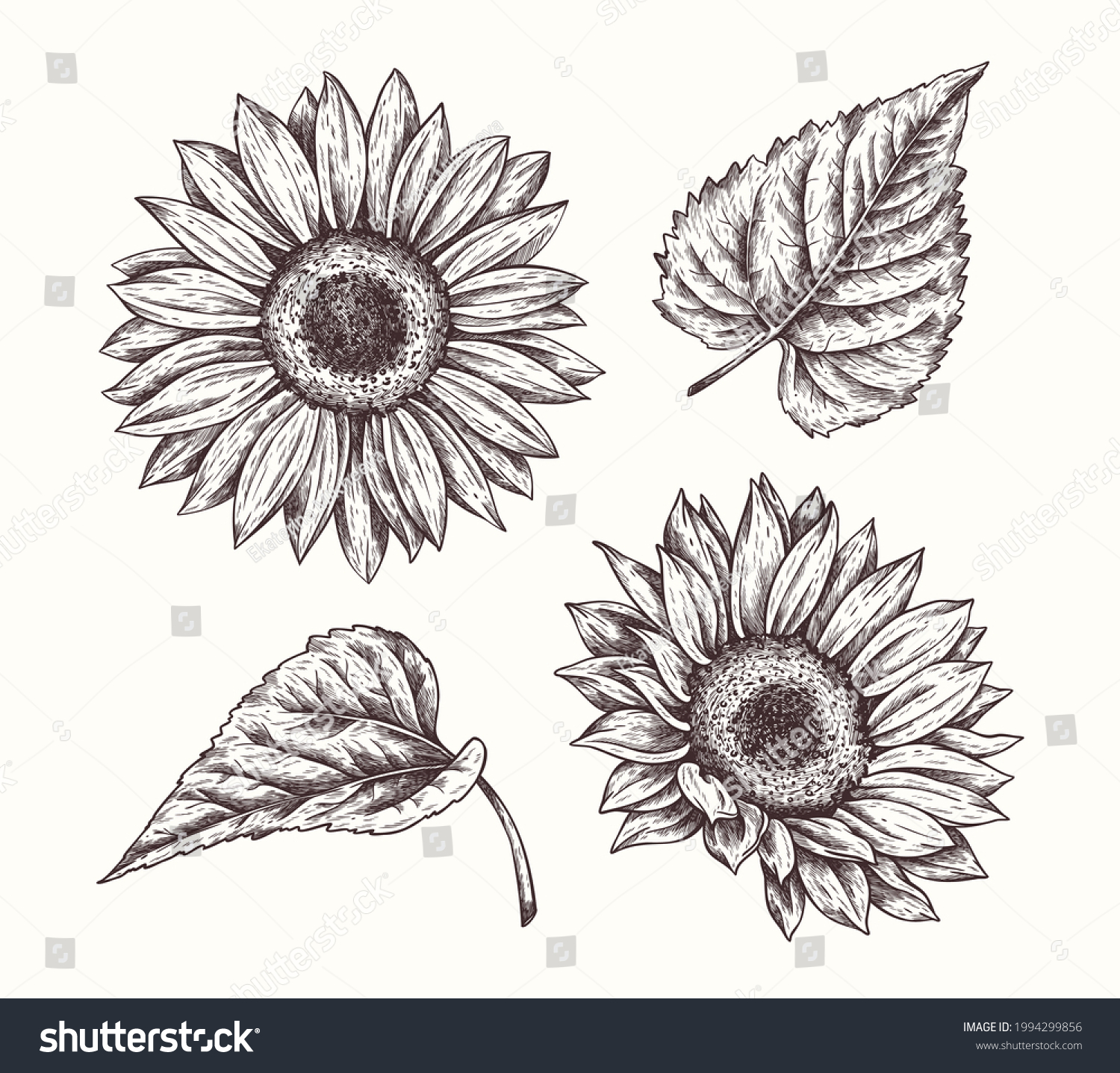 Sunflowers Engraving Style Vector Collection Hand Stock Vector (Royalty ...