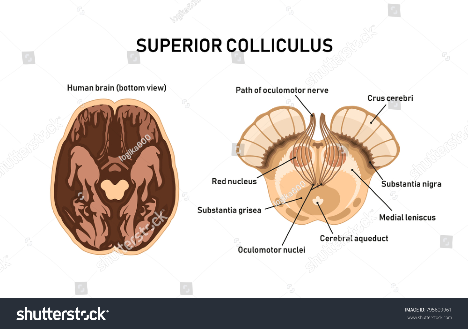 Superior Colliculus Midbrain Anatomy Vector Illustration 스톡 벡터(사용료 없음 ...