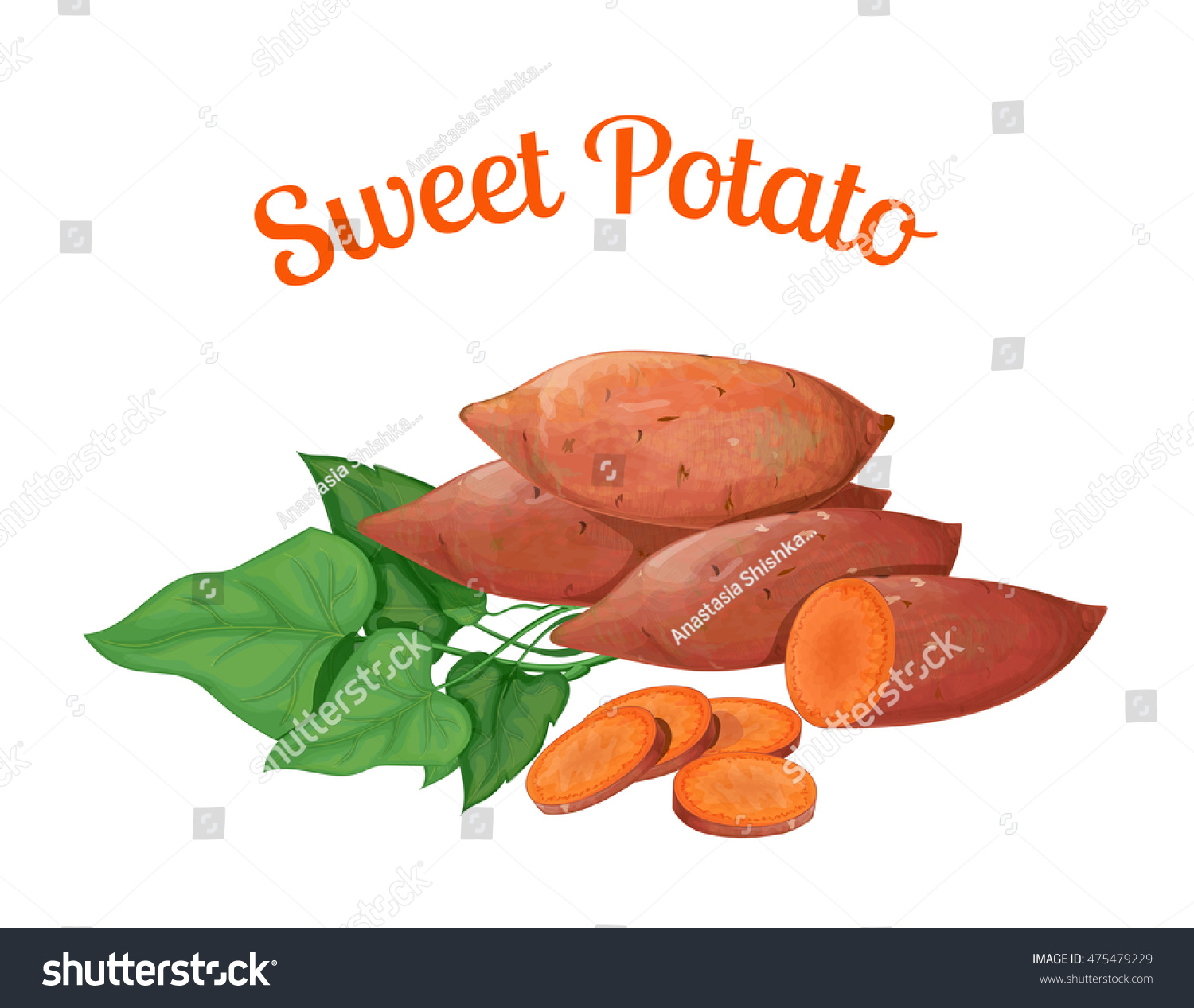 Sweet Potato Vector Illustration Made Realistic Stock ...