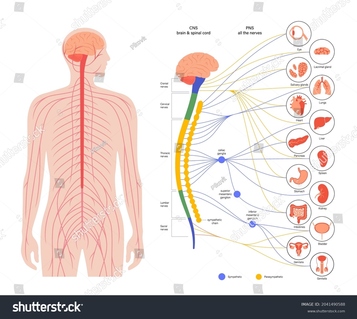 Sympathetic Parasympathetic Nervous Systems Diagram Brain Stock Vector ...