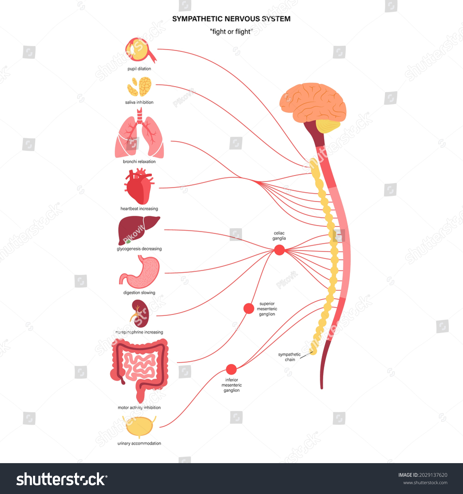 Sympathetic Nervous System Diagram Brain Nerves Stock Vector (Royalty ...