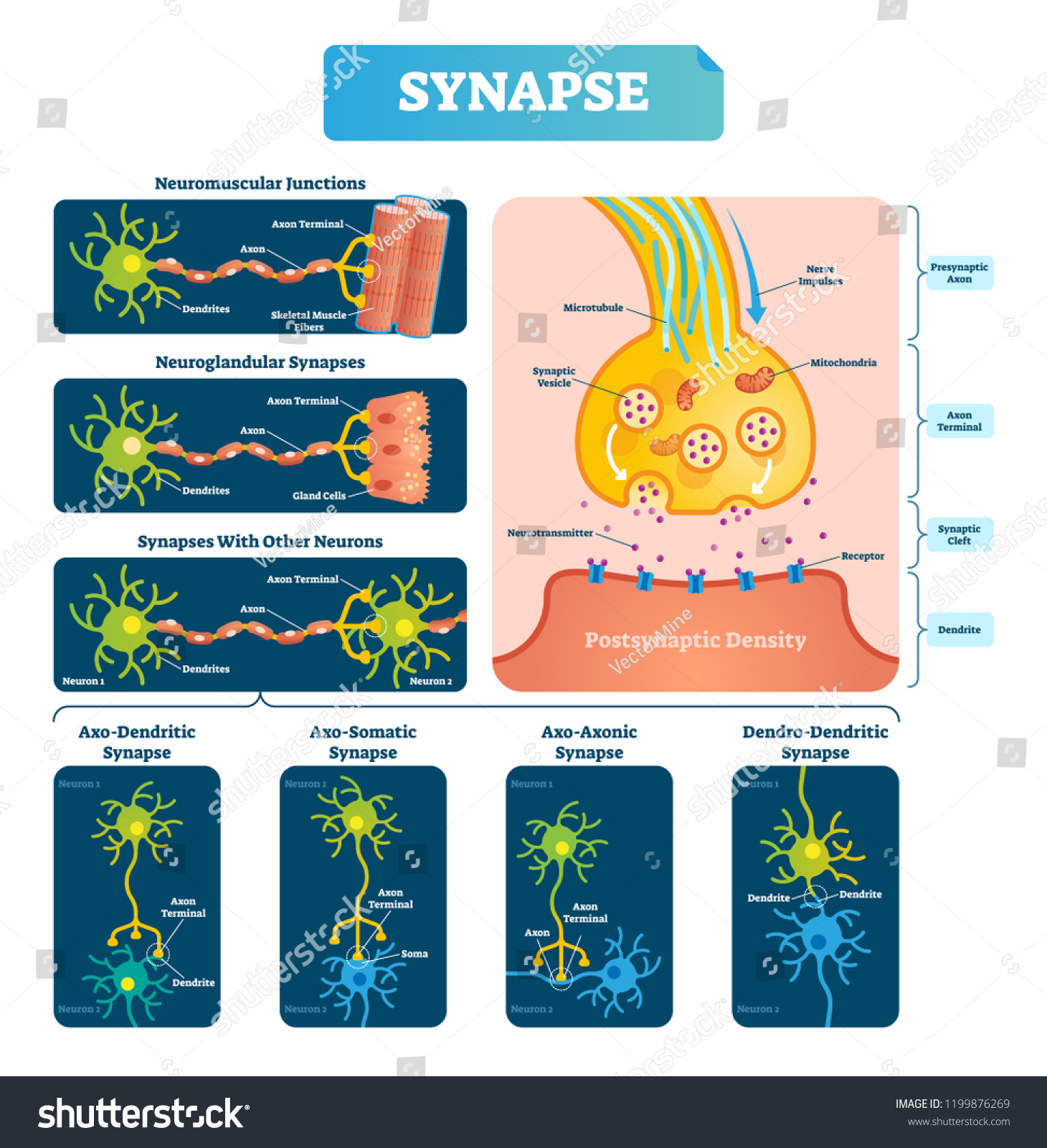 SVG of Synapse vector illustration. Labeled diagram with neuromuscular junction, glandular and other neirons example. Closeup with isolated axon, cleft and dendrite structure. svg