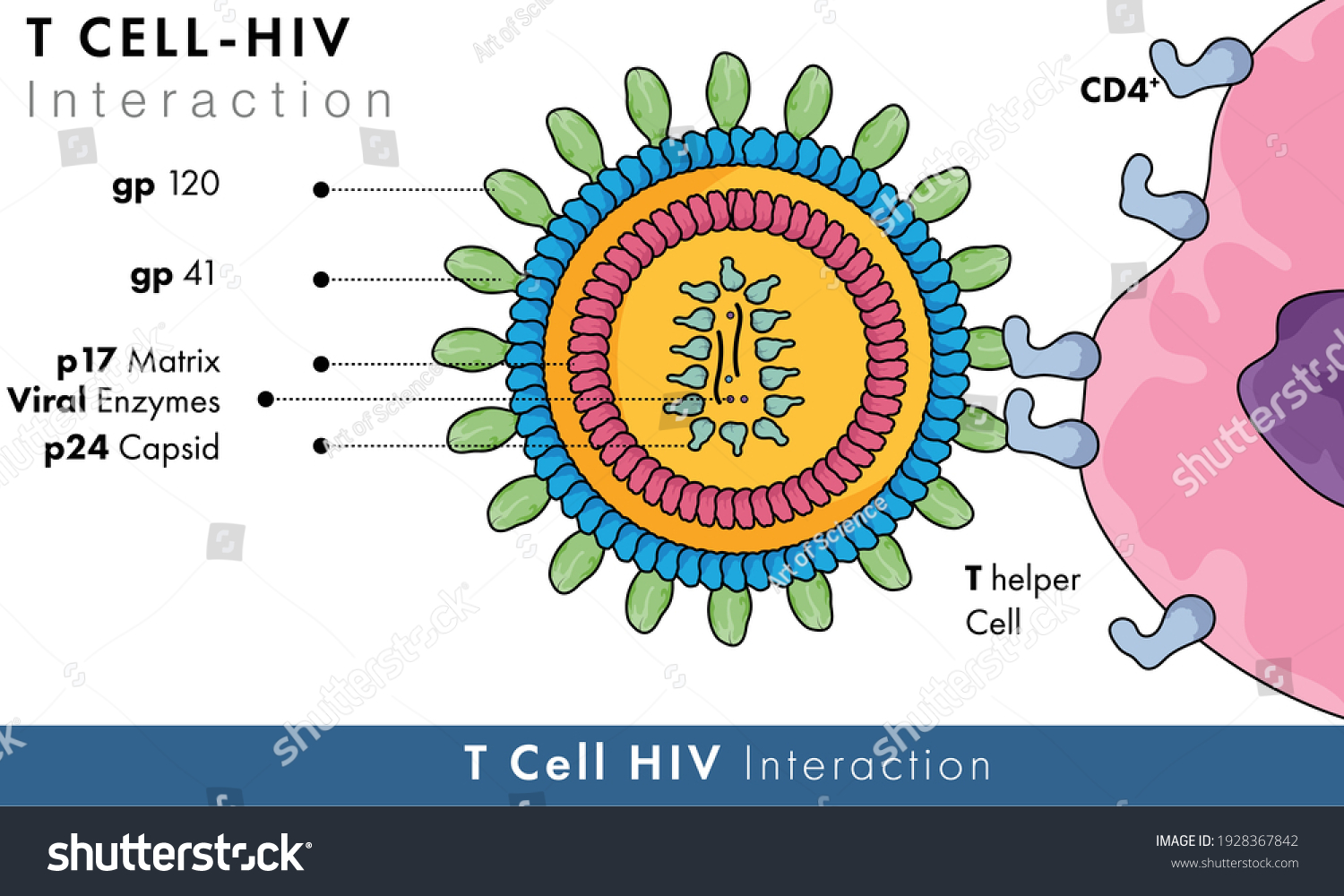 T Helper Cell Th Cell Molecular Stock-vektor (royaltyfri) 1928367842 ...