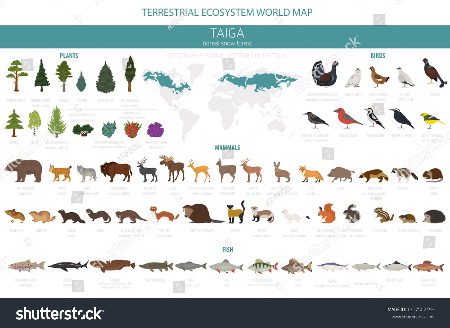 SVG of Taiga biome, boreal snow forest. Terrestrial ecosystem world map. Animals, birds, fish and plants infographic design. Vector illustration svg