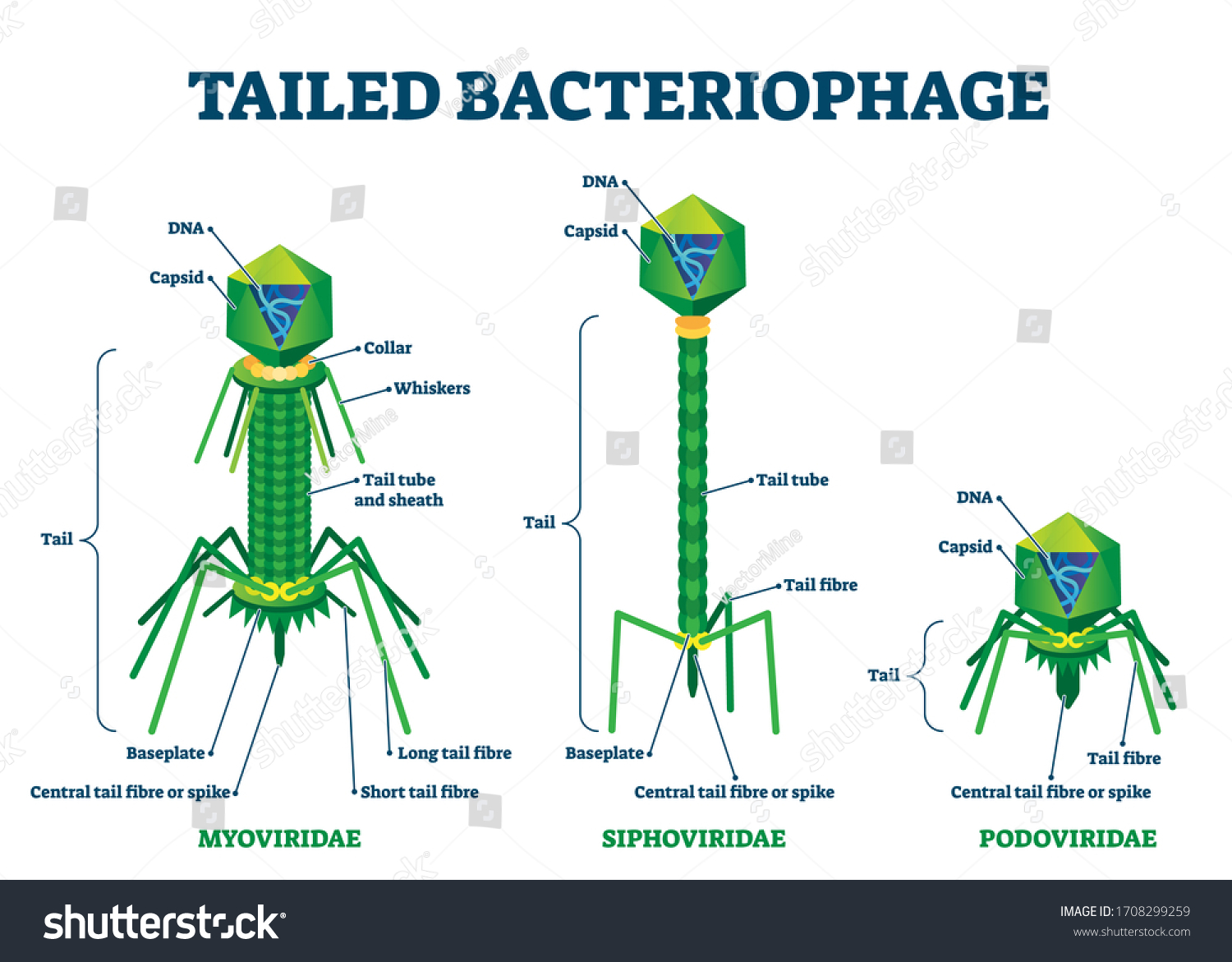 26 Myoviridae Images, Stock Photos & Vectors | Shutterstock