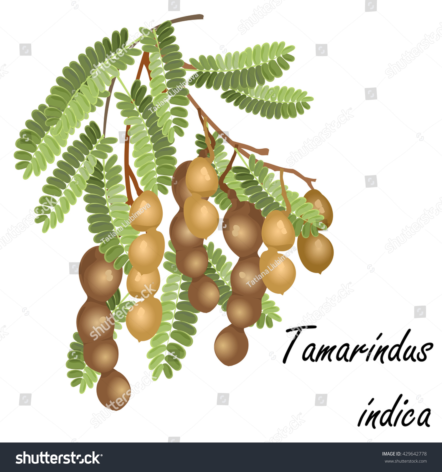 Tamarind Tamarindus Indica Hand Drawn Vector Stock Vector Royalty Free