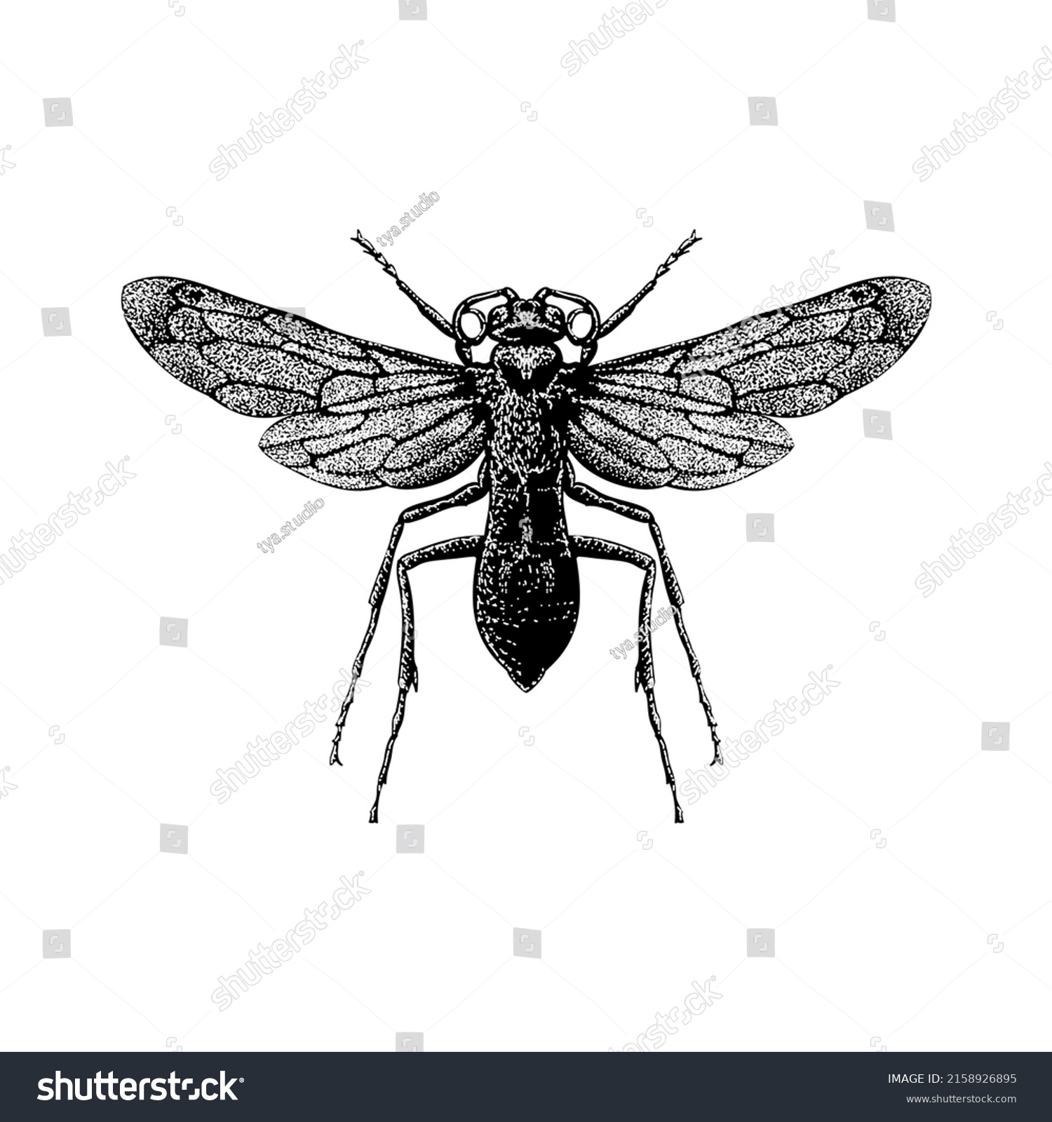 Tarantula Hawk Wasp Hand Drawing Vector Stock Vector (Royalty Free ...