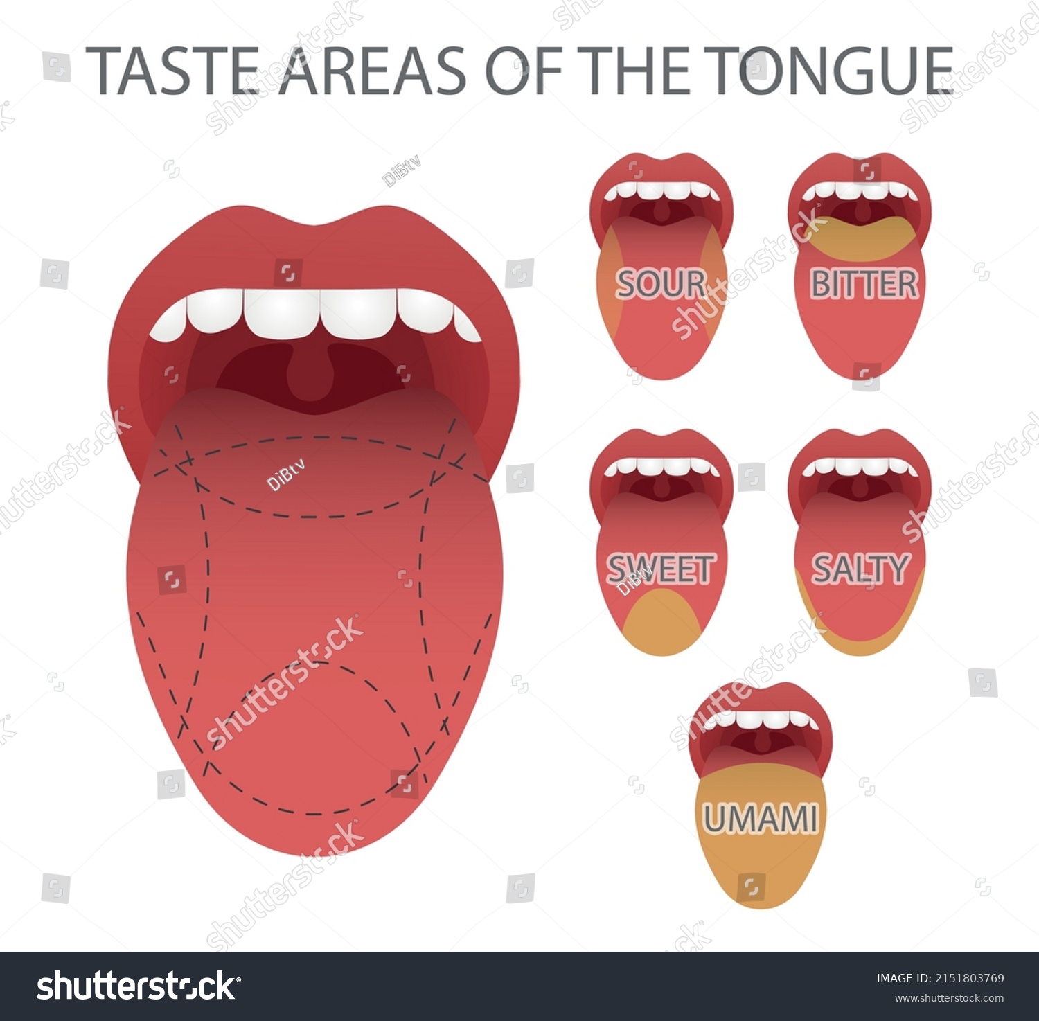 Taste Areas Tongue Vector Illustration Stock Vector (Royalty Free ...