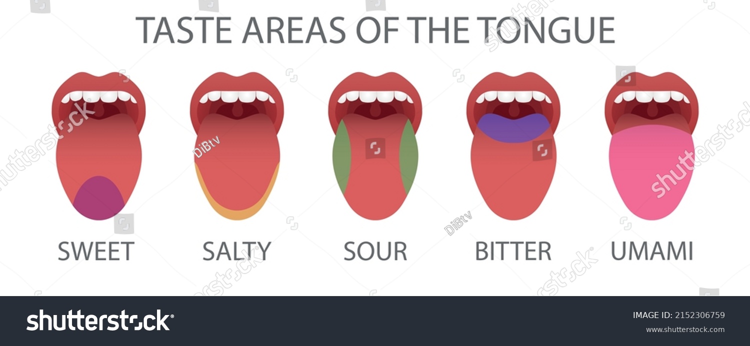 Taste Areas Tongue Vector Illustration Stock Vector (Royalty Free ...