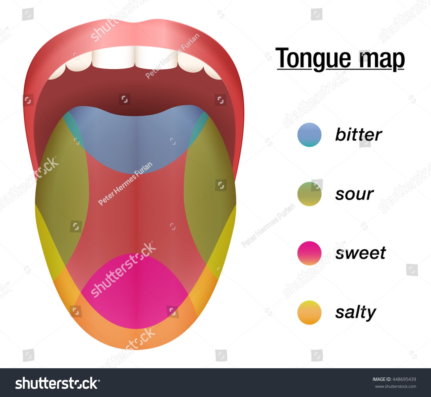 Stock Vector Taste Map Of The Tongue With Its Four Taste Areas Bitter Sour Sweet And Salty 448695439 
