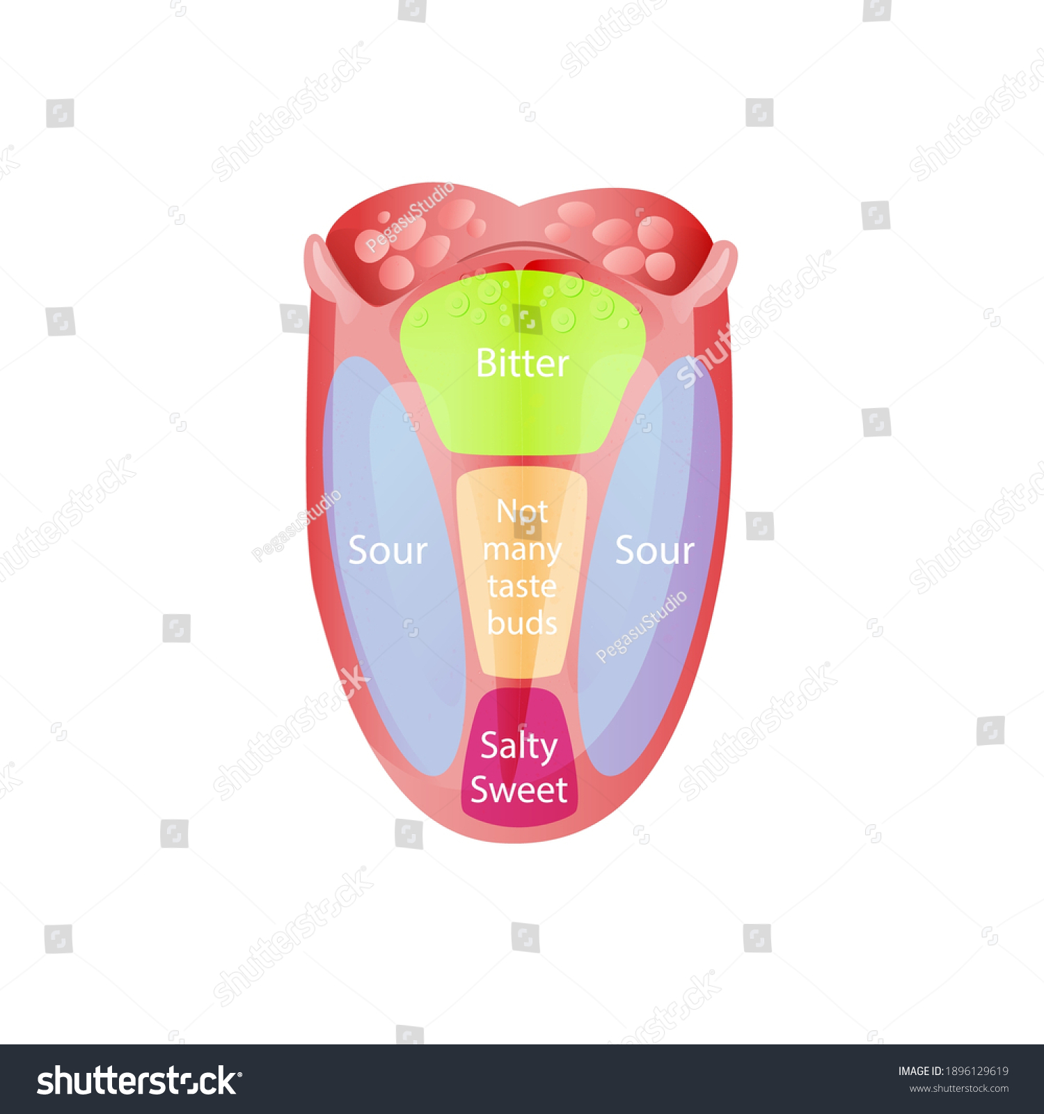 Taste Zones On Tongue Green Bitter Stock Vector (Royalty Free) 1896129619