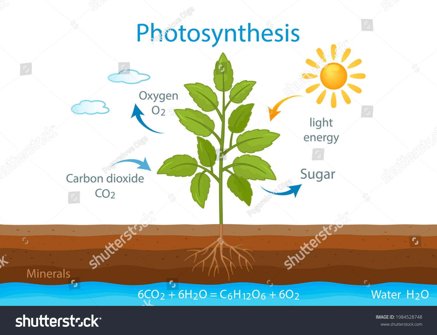 Teaching Poster Process Cellular Respiration Growing Stock Vector ...