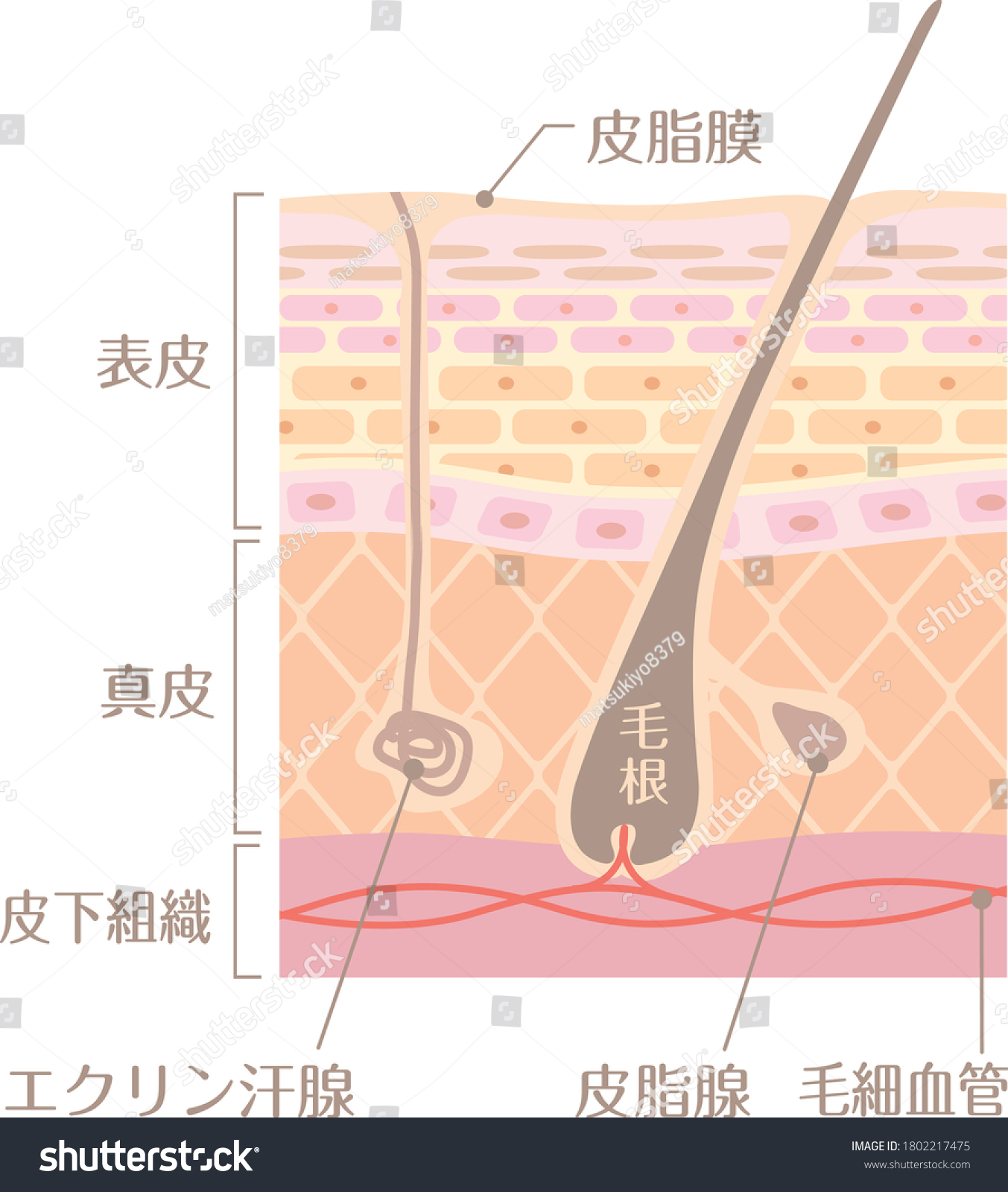 皮膚の構造的プロファイルイラスト 以下の日本語写本を含む 表皮 真皮 皮脂腺 皮下組織 皮下組織 脂腺 毛管 のベクター画像素材 ロイヤリティフリー