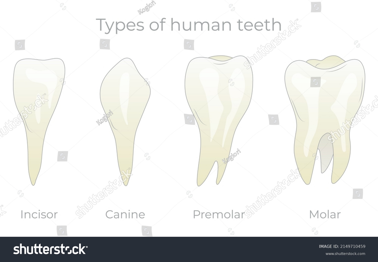 Teeth Types Vector Illustration Various Healthy Stock Vector (Royalty ...