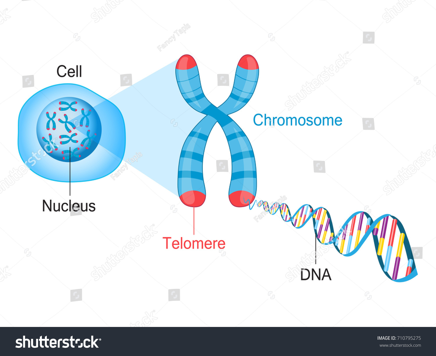 Telomere Stock Vectors, Images & Vector Art | Shutterstock