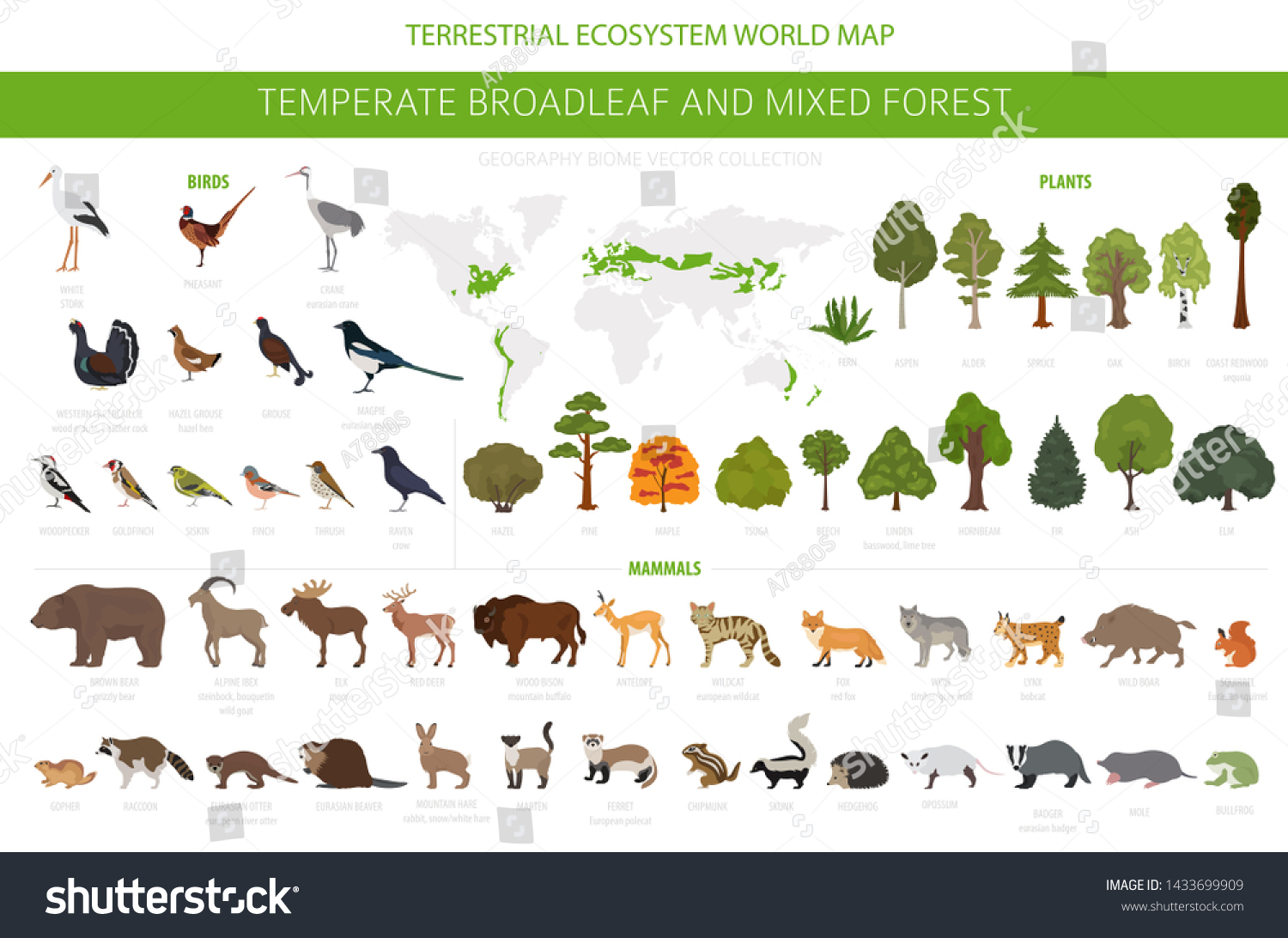 SVG of Temperate broadleaf forest and mixed forest biome. Terrestrial ecosystem world map. Animals, birds and plants graphic design. Vector illustration svg