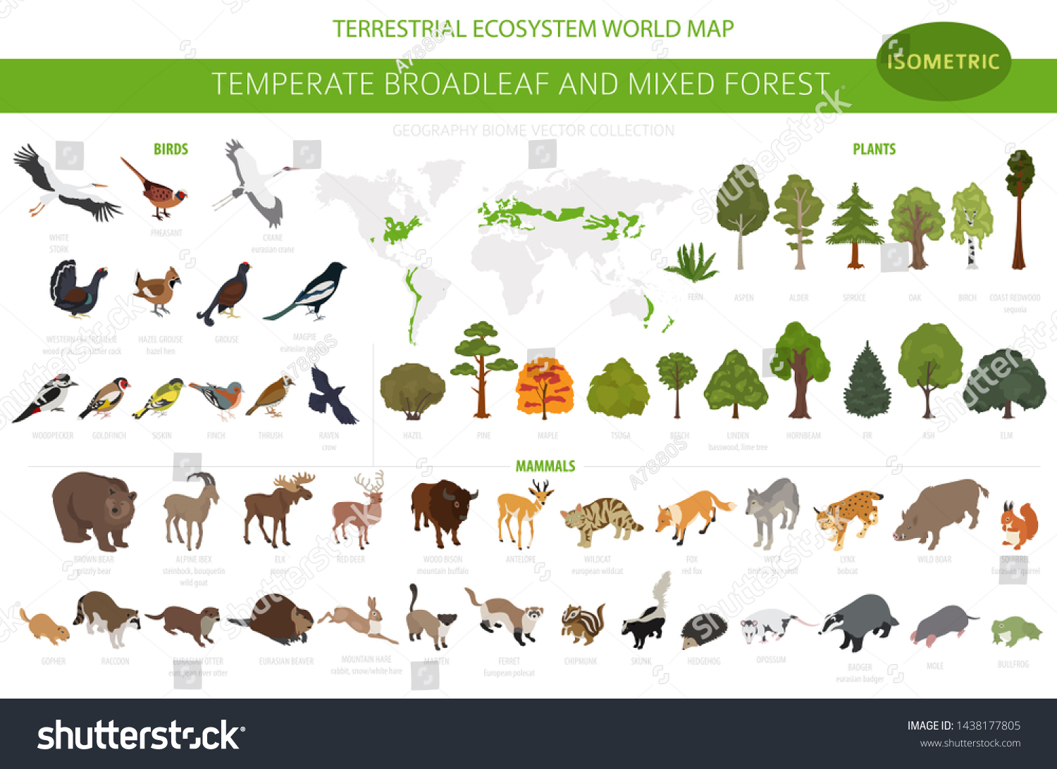 SVG of Temperate broadleaf forest and mixed forest biome. Terrestrial ecosystem world map. Animals, birds and plants set. 3d isometric graphic design. Vector illustration svg