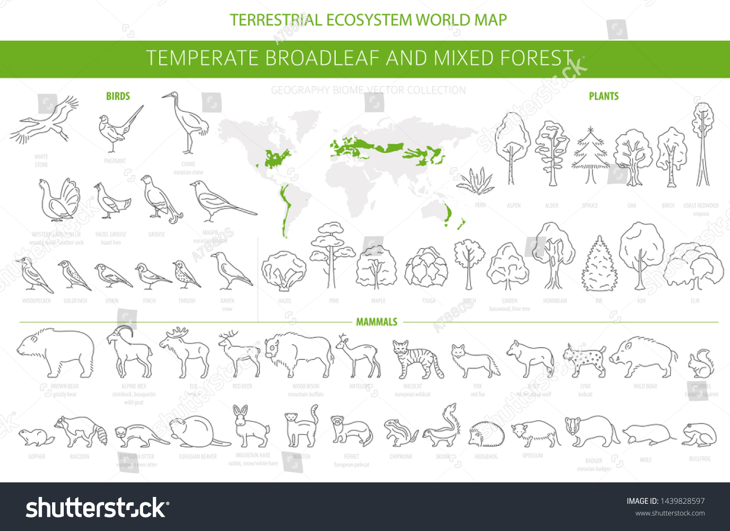 SVG of Temperate broadleaf forest and mixed forest biome. Terrestrial ecosystem world map. Animals, birds and plants set. Simple outline graphic design. Vector illustration svg