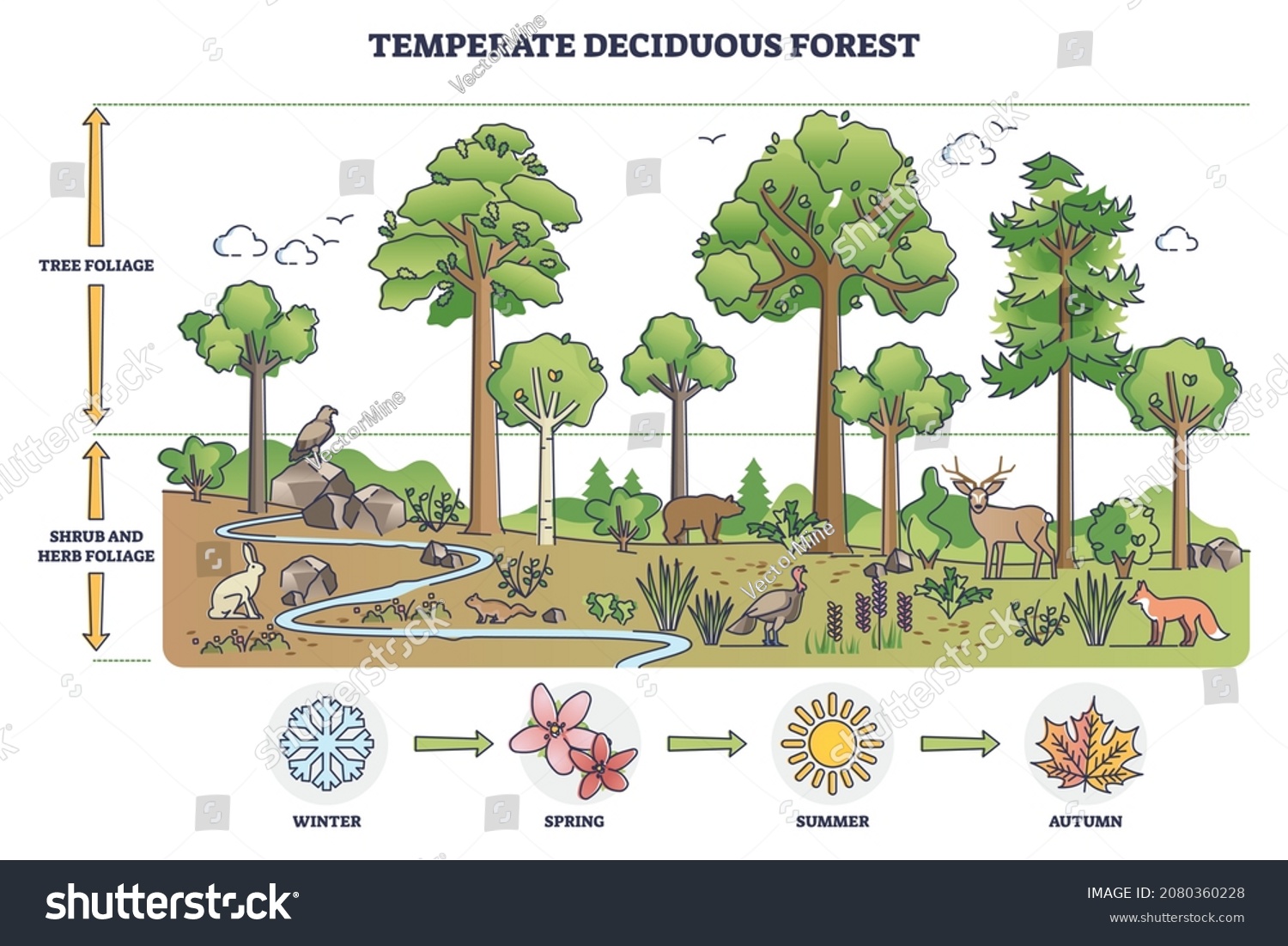 SVG of Temperate deciduous forest tree, herbs and shrub foliage description outline diagram. Labeled educational environment vegetation type with changing characteristics based on season vector illustration. svg