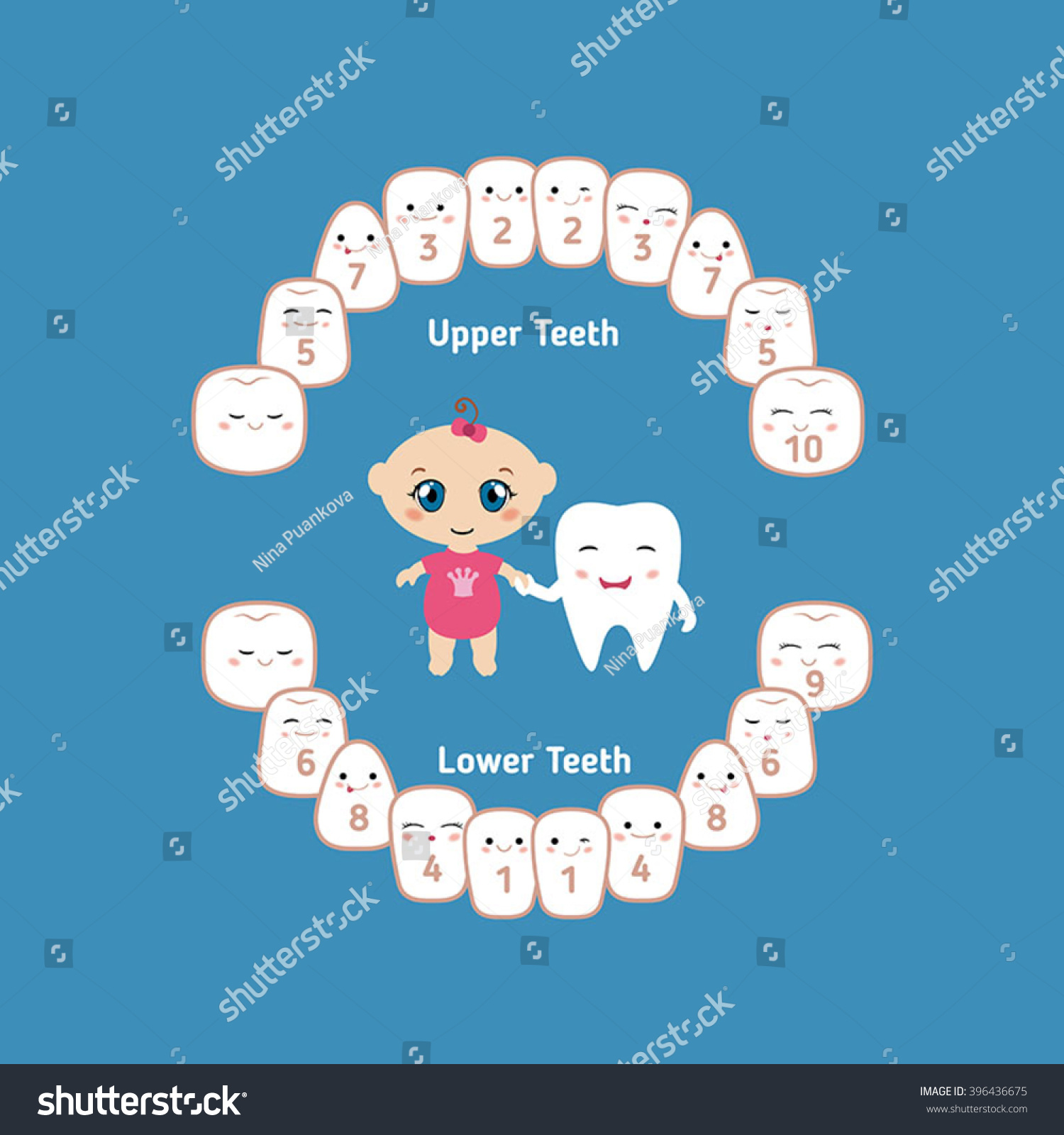 Temporary Teeth Names Groups Period Eruption Stock Vector (Royalty Free ...