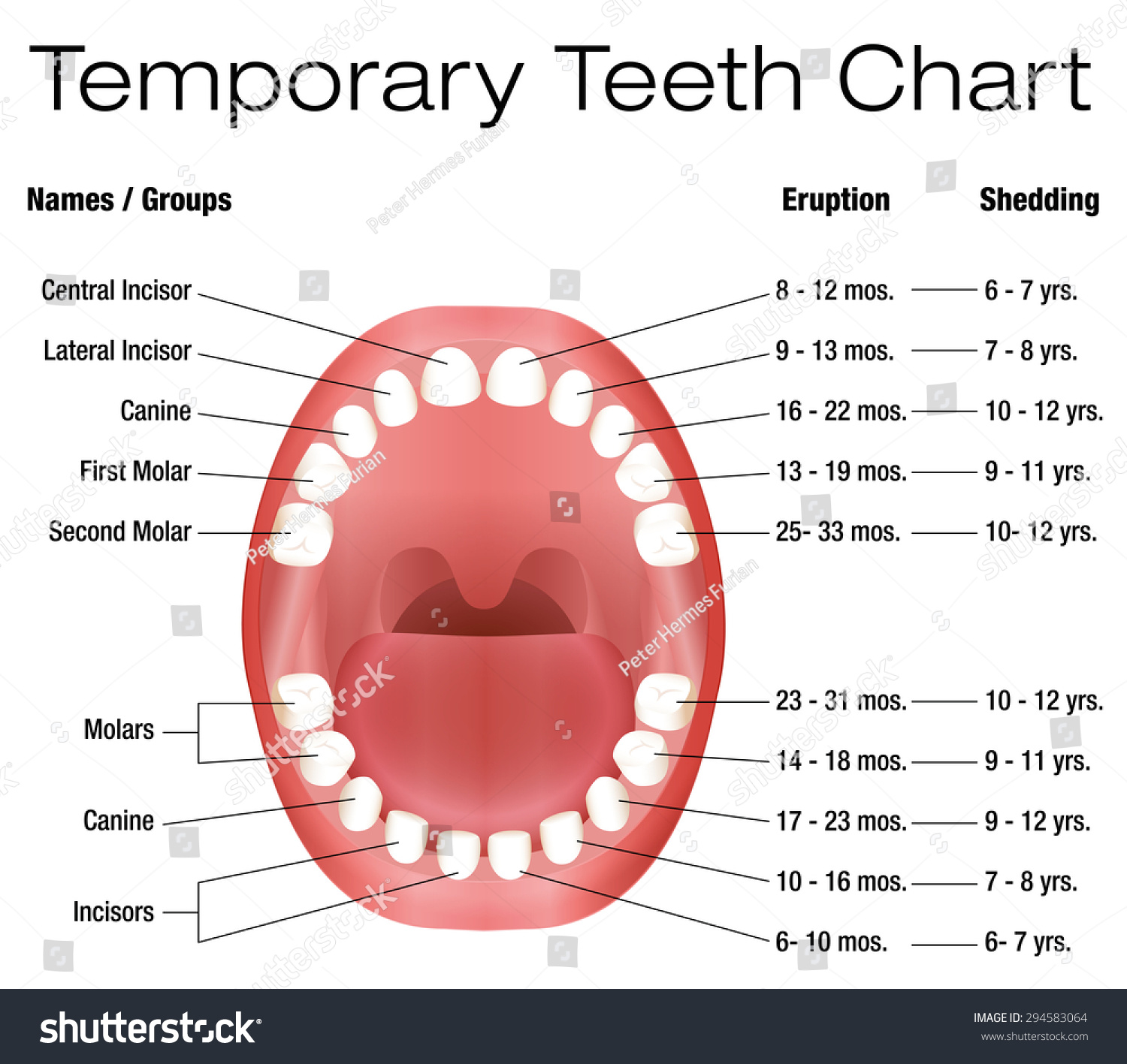 Temporary Teeth - Names, Groups, Period Of Eruption And Shedding Of The ...