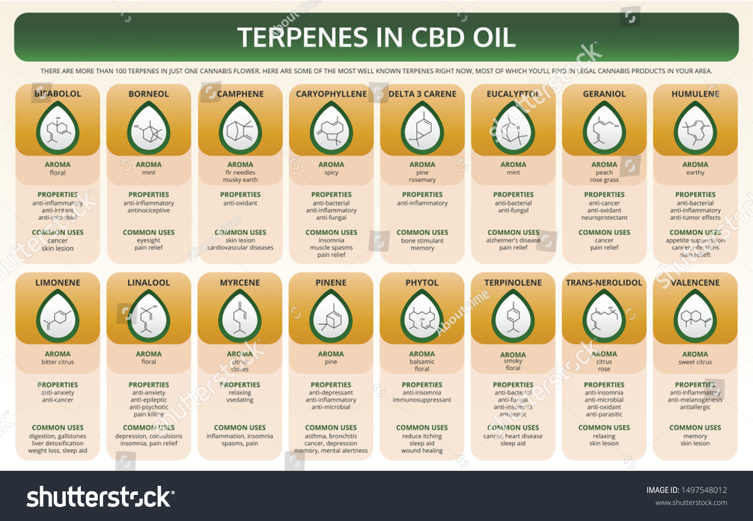 Terpenes Cbd Oil Horizontal Textbook Infographic Stock Vector (Royalty ...