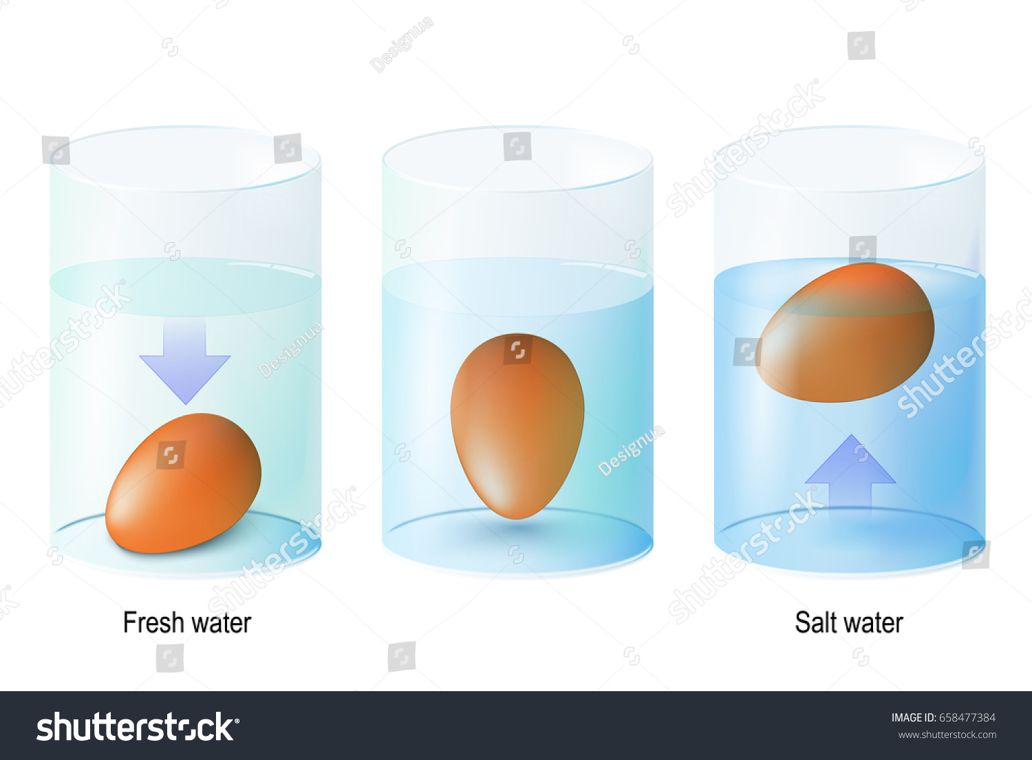 Test Egg Egg Float Science Experiments Stock Vector Royalty