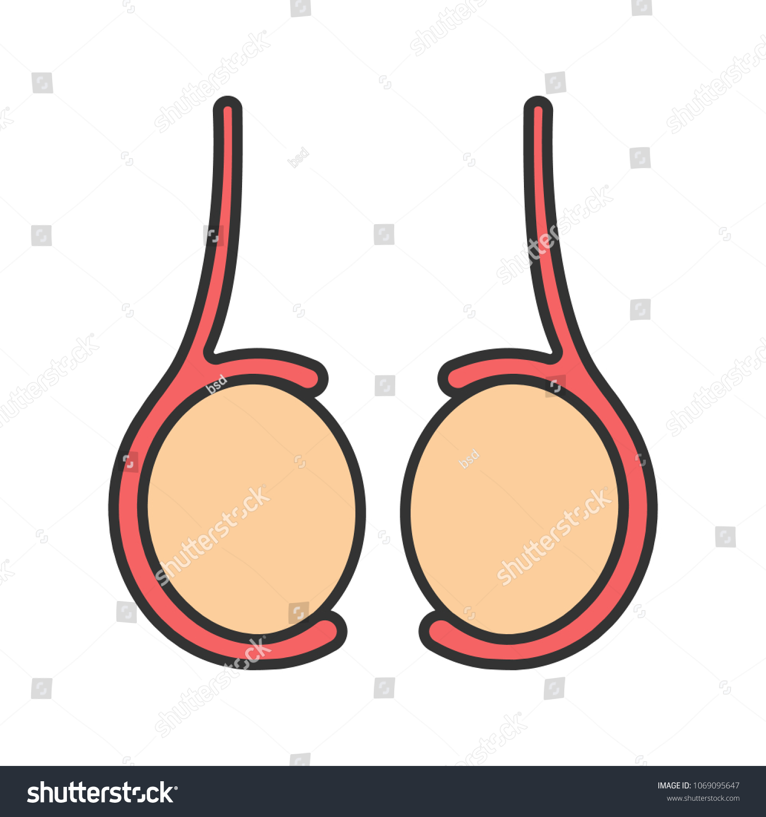 Testicles Color Icon Testis Male Reproductive Image Vectorielle De