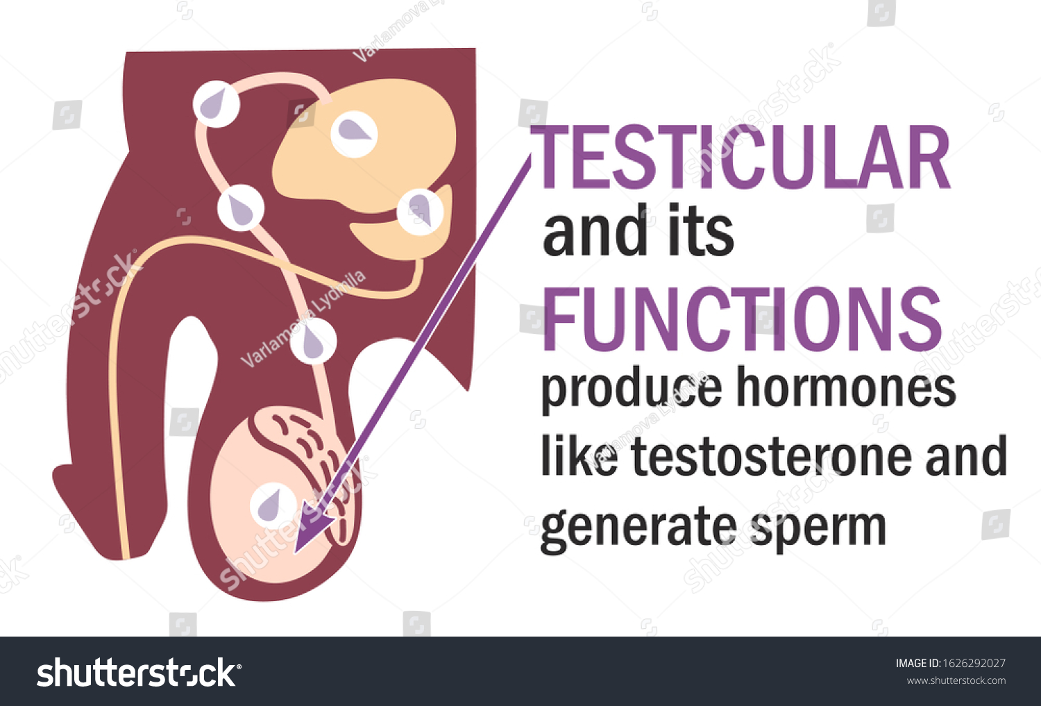 Testicles Testes Testicle Functions Infographics Anatomy Stockvektor ...