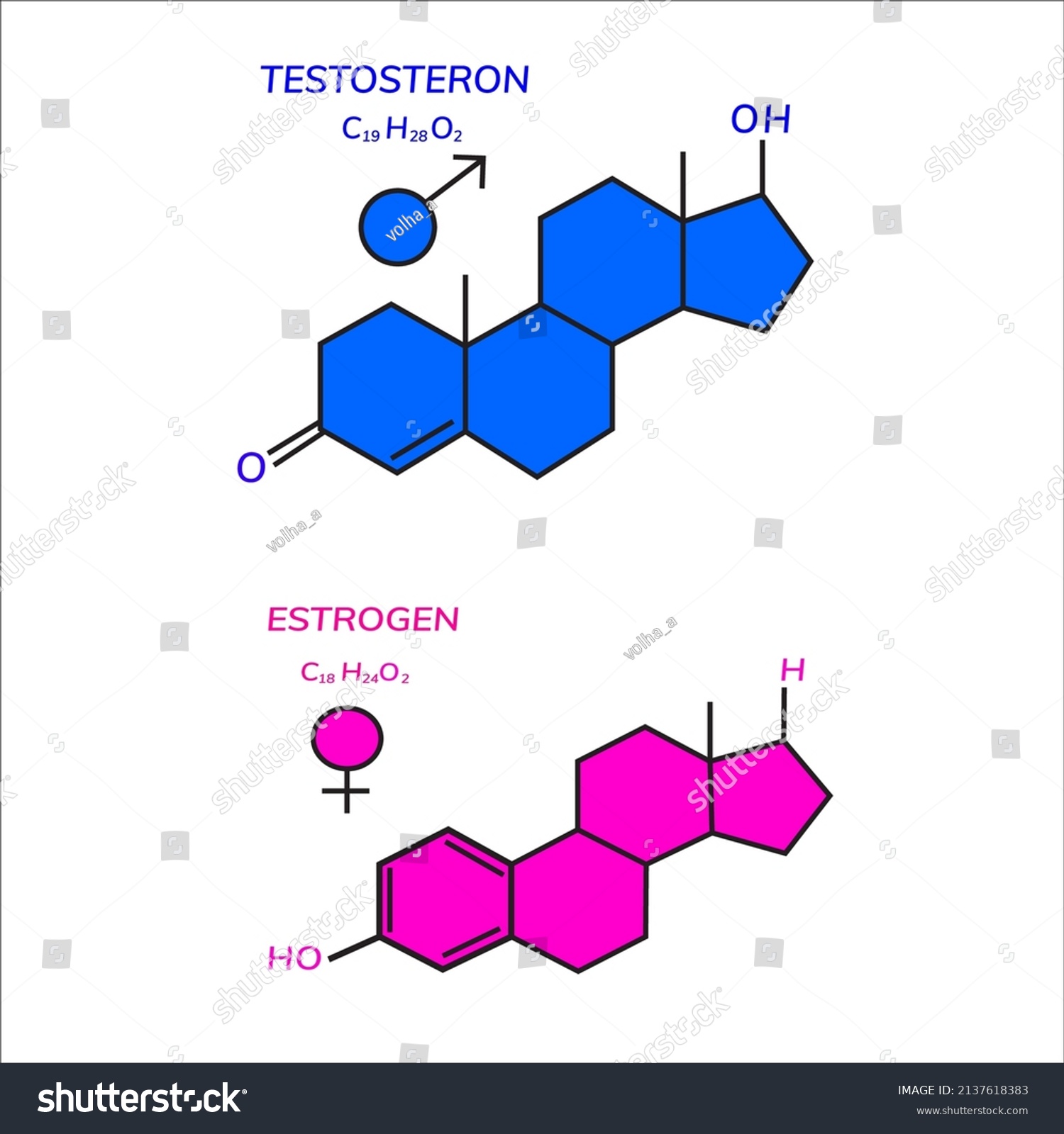 Testosterone Estradiol Sex Hormones Stock Vector Royalty Free 2137618383 Shutterstock 4382