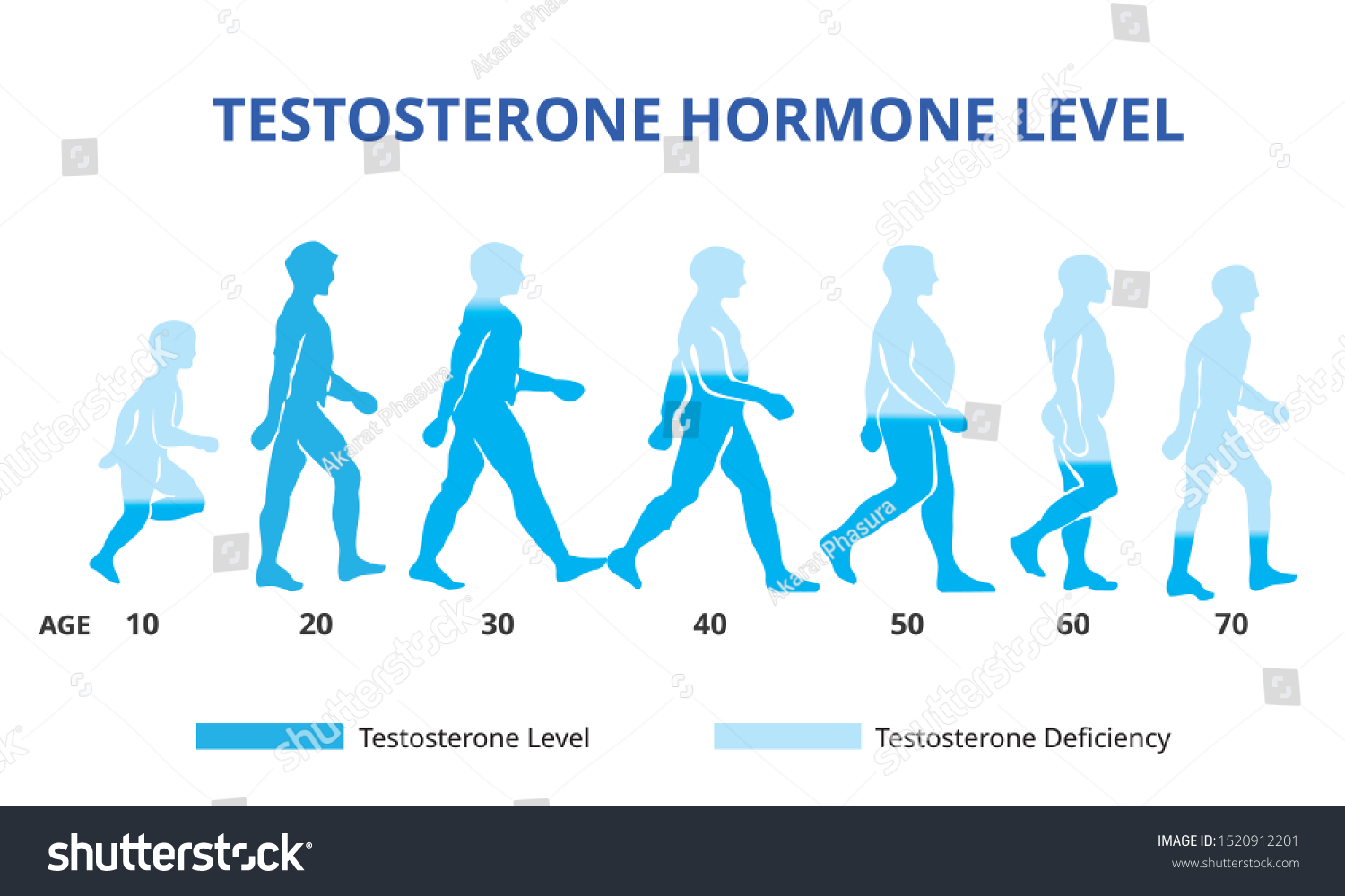 Testosterone Hormone Levels Chart Vector Stock Vector Royalty Free 1520912201 Shutterstock 8939