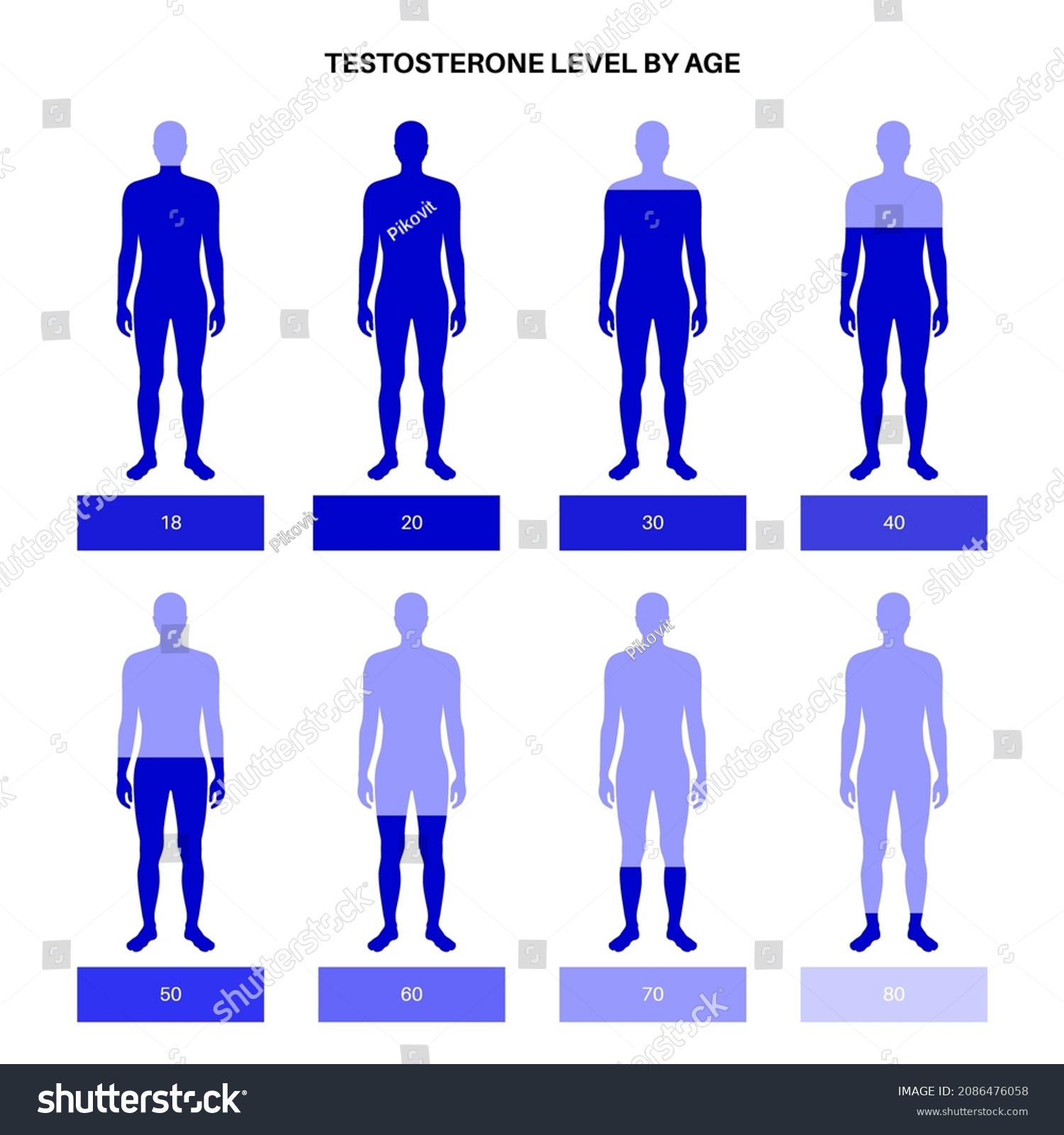 Testosterone Level Color Chart Sex Hormone Stock Vector Royalty Free 2086476058 1623