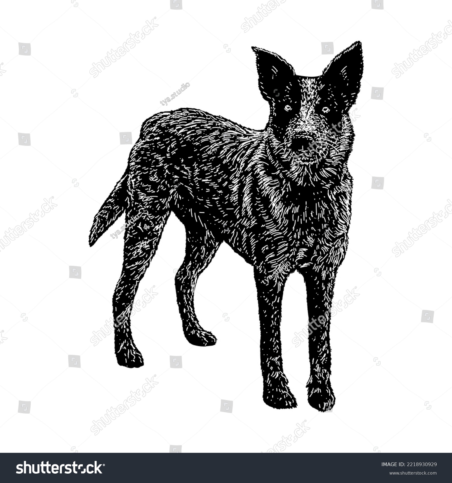SVG of Texas Heeler hand drawing. Vector illustration isolated on white background. svg