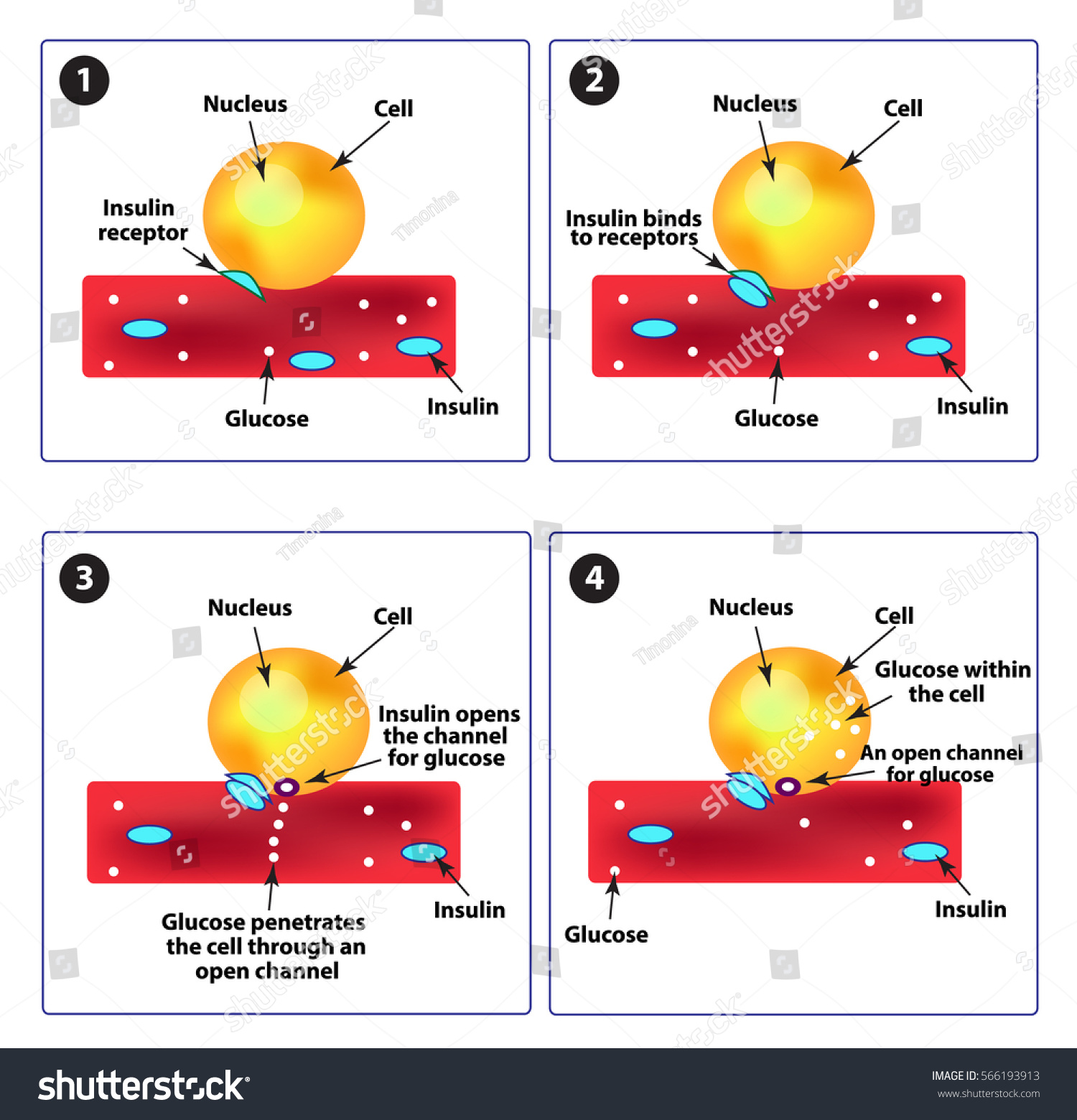 Curated visual reference: Gallery Detail: Absorption Glucose By Cell Diabetes Increase Stock Vector Royalty Free