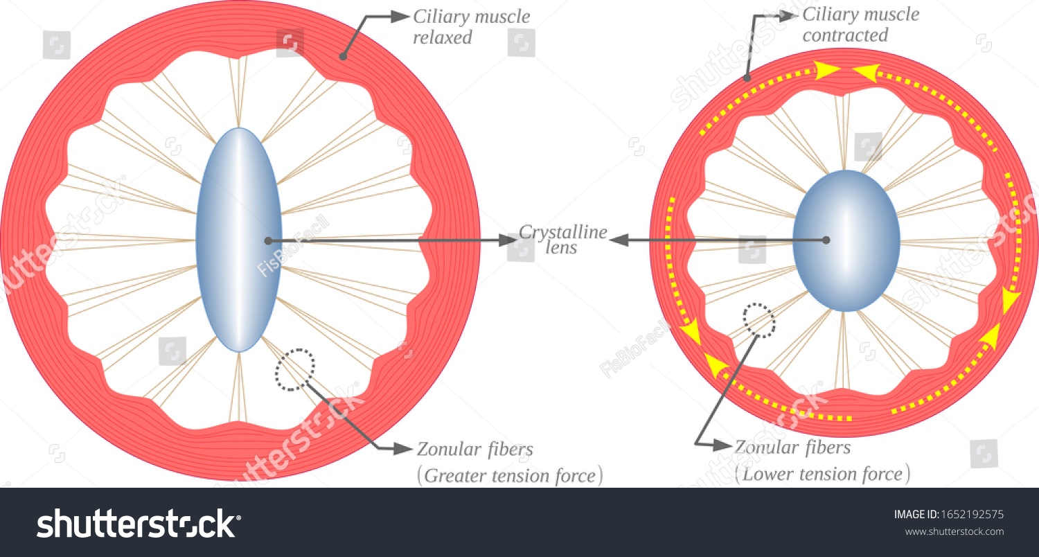 1-ciliary-muscle-contracted-shutterstock