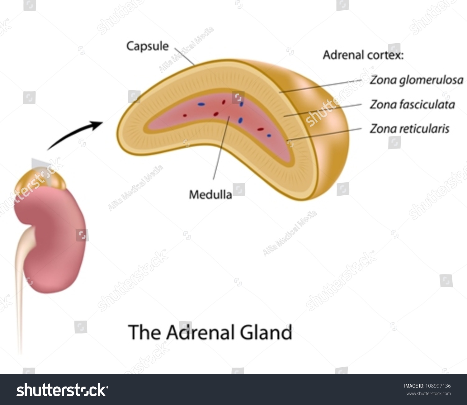 The Adrenal Gland Stock Vector Illustration 108997136 : Shutterstock