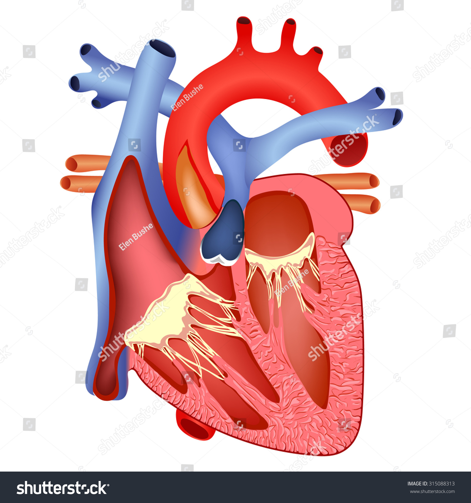 The Anatomical Structure Of Human Heart Stock Vector Illustration ...