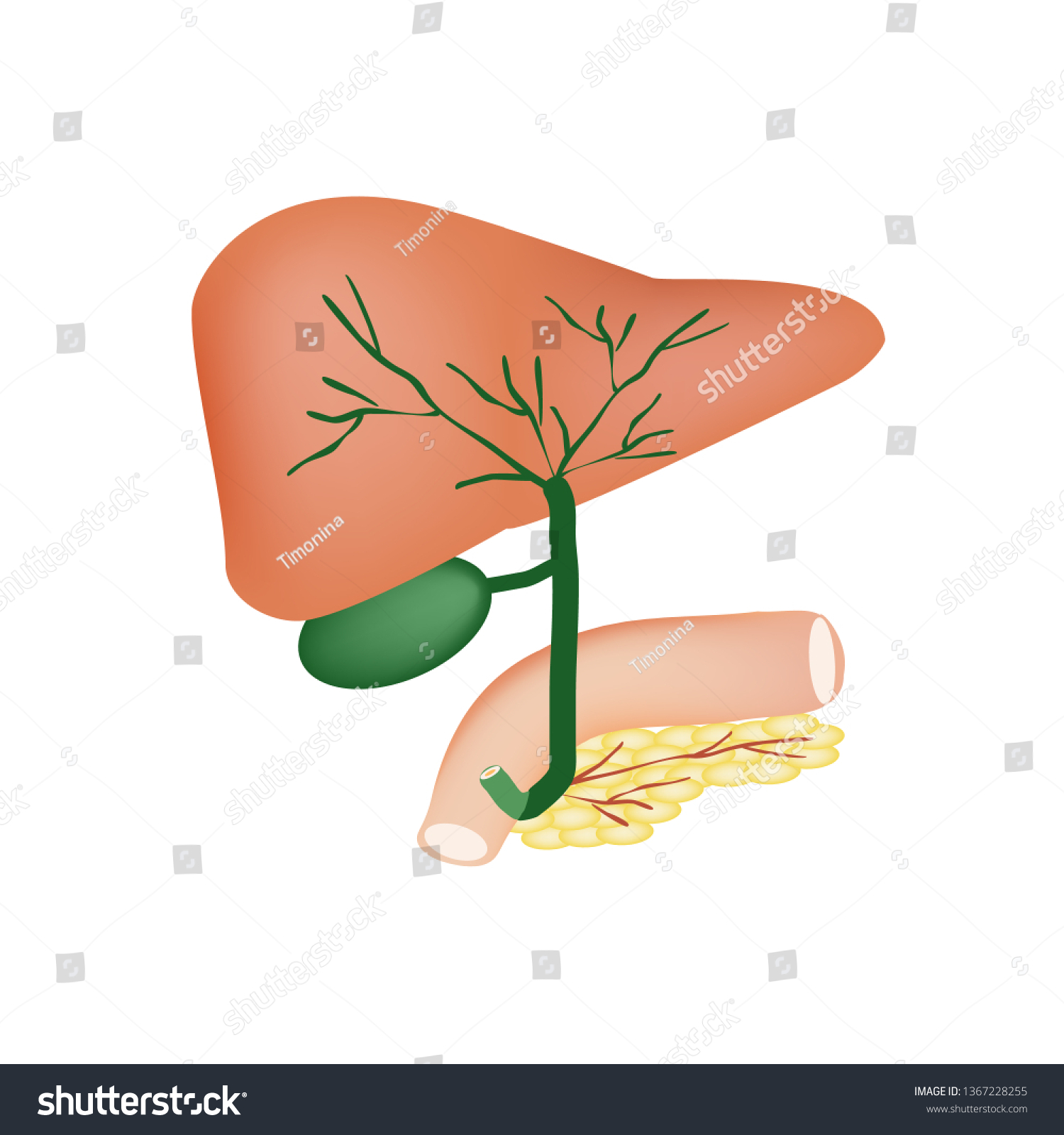 Anatomical Structure Liver Gallbladder Bile Ducts Stock Vector (Royalty ...