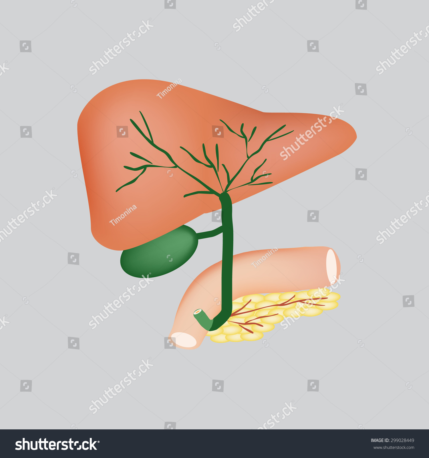 Anatomical Structure Liver Gallbladder Bile Ducts Stock Vector (Royalty ...