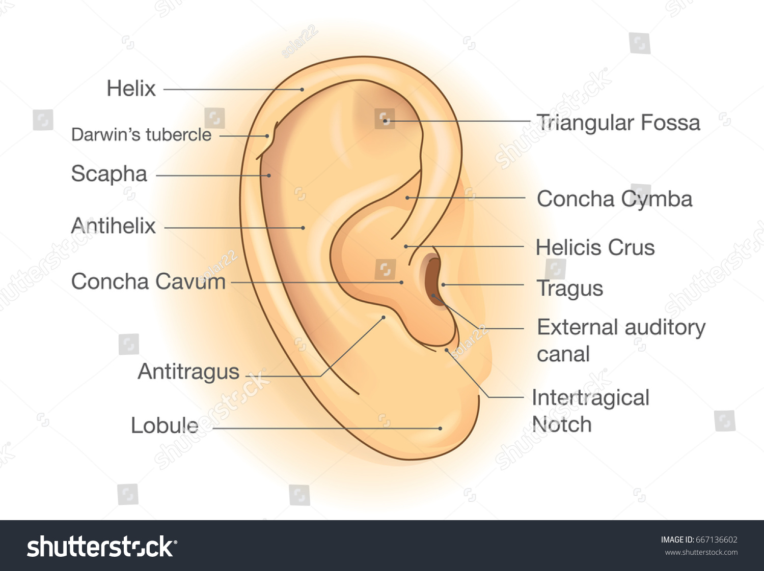 external ear anatomy