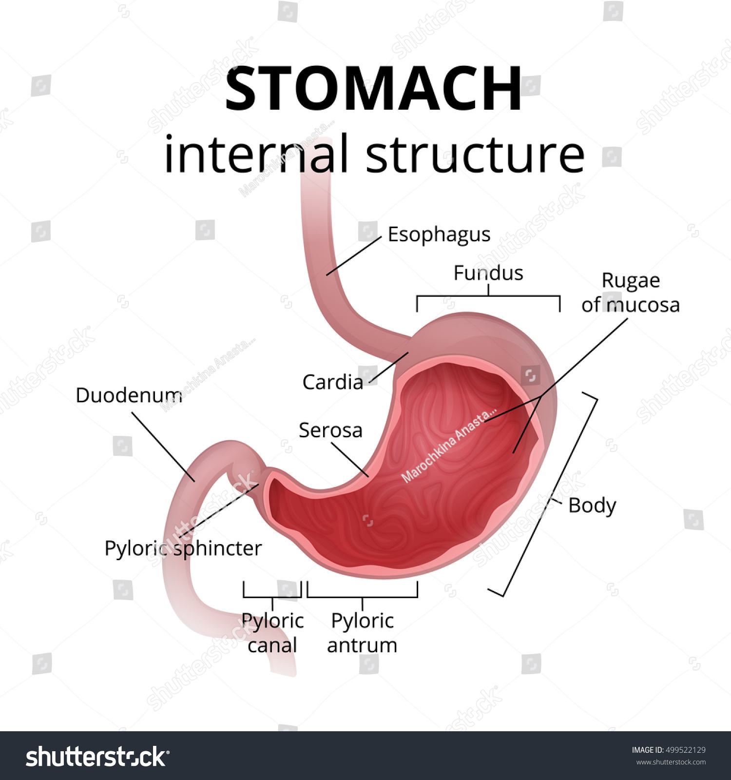 Anatomy Human Stomach Medical Poster Detailed Stock Vector Royalty