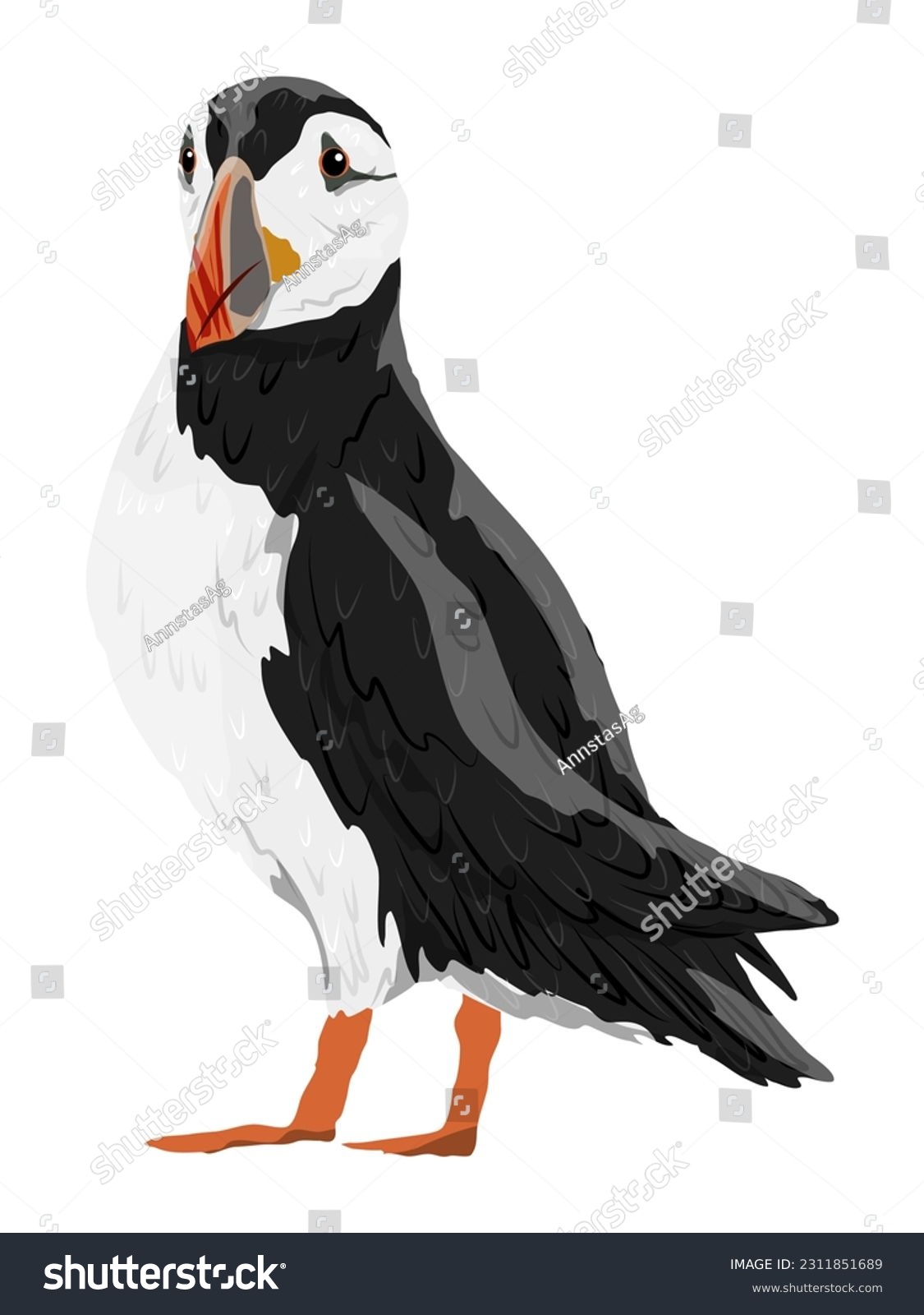 SVG of The Atlantic Puffin. Realistic Fratercula arctica or common puffin birds in different poses. Vector birds	 svg