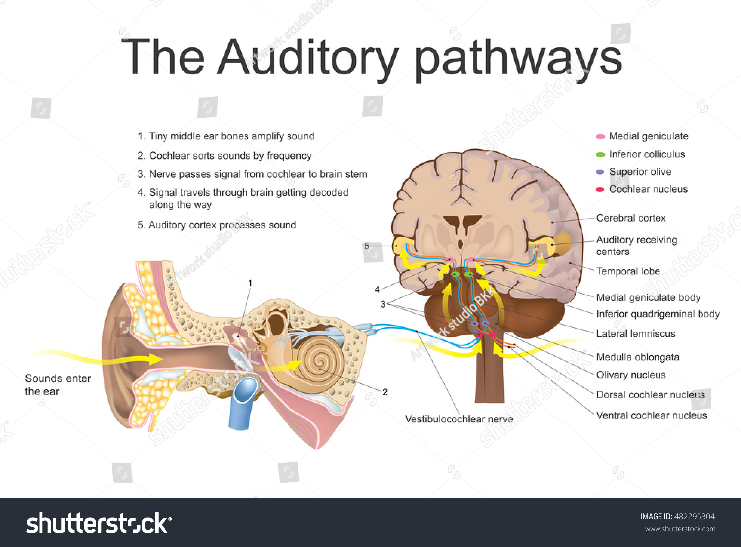 Anatomy Of Sense Organs Image collections - How To Guide 