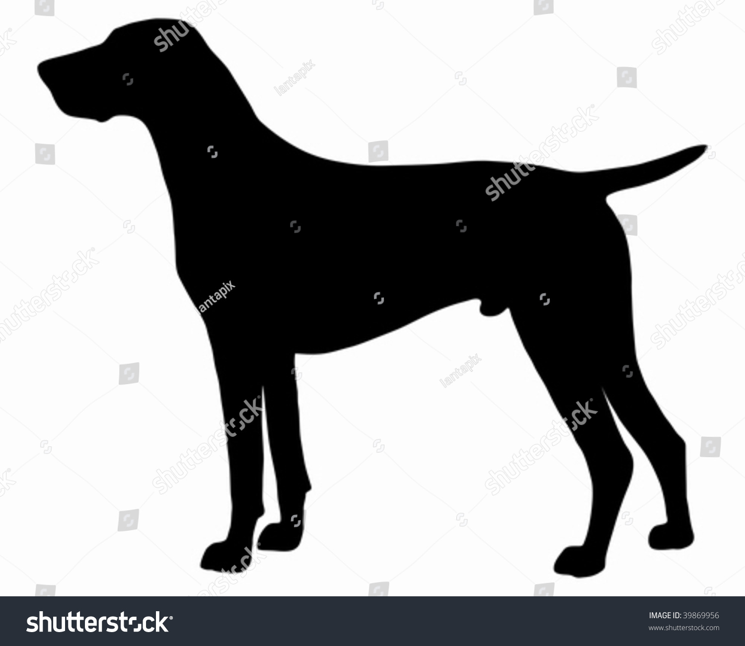 Black Silhouette German Shorthaired Pointer Stock Vector Royalty Free 39869956