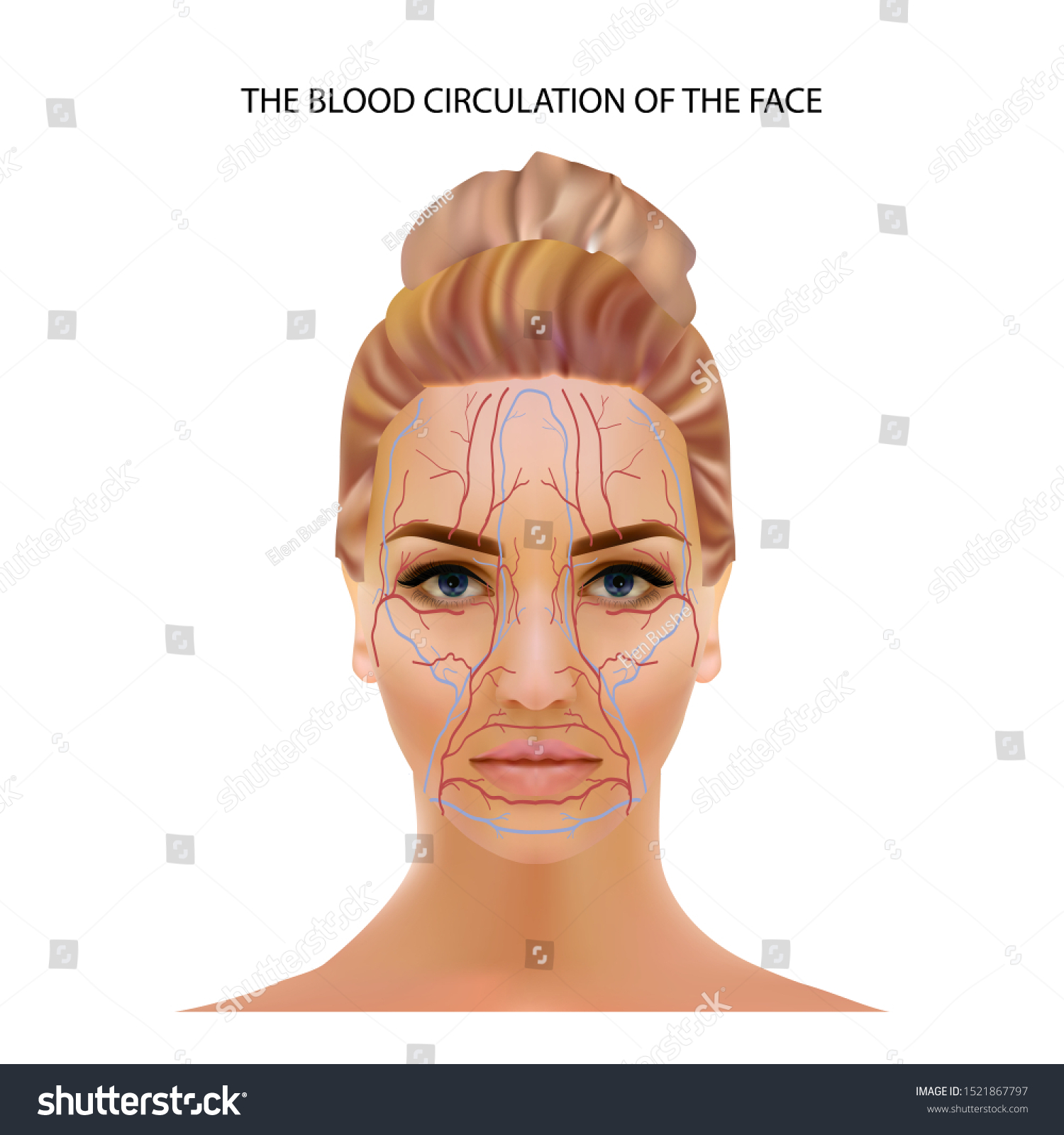 Blood Circulation Face Veins Capillaries Located Stock Vector (Royalty ...