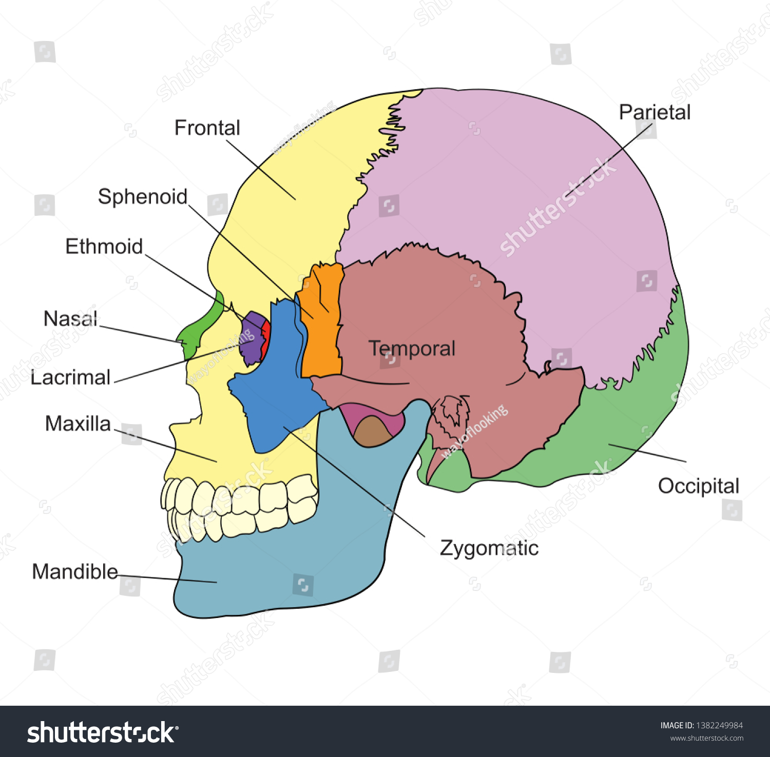 Bones Human Skull Names Lateral View Stock Vector Royalty Free 1382249984 Shutterstock 7242