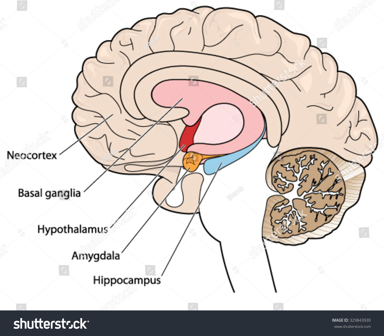 SVG of The brain in cross section showing the basal ganglia, hypothalamus, amygdala and hippocampus svg