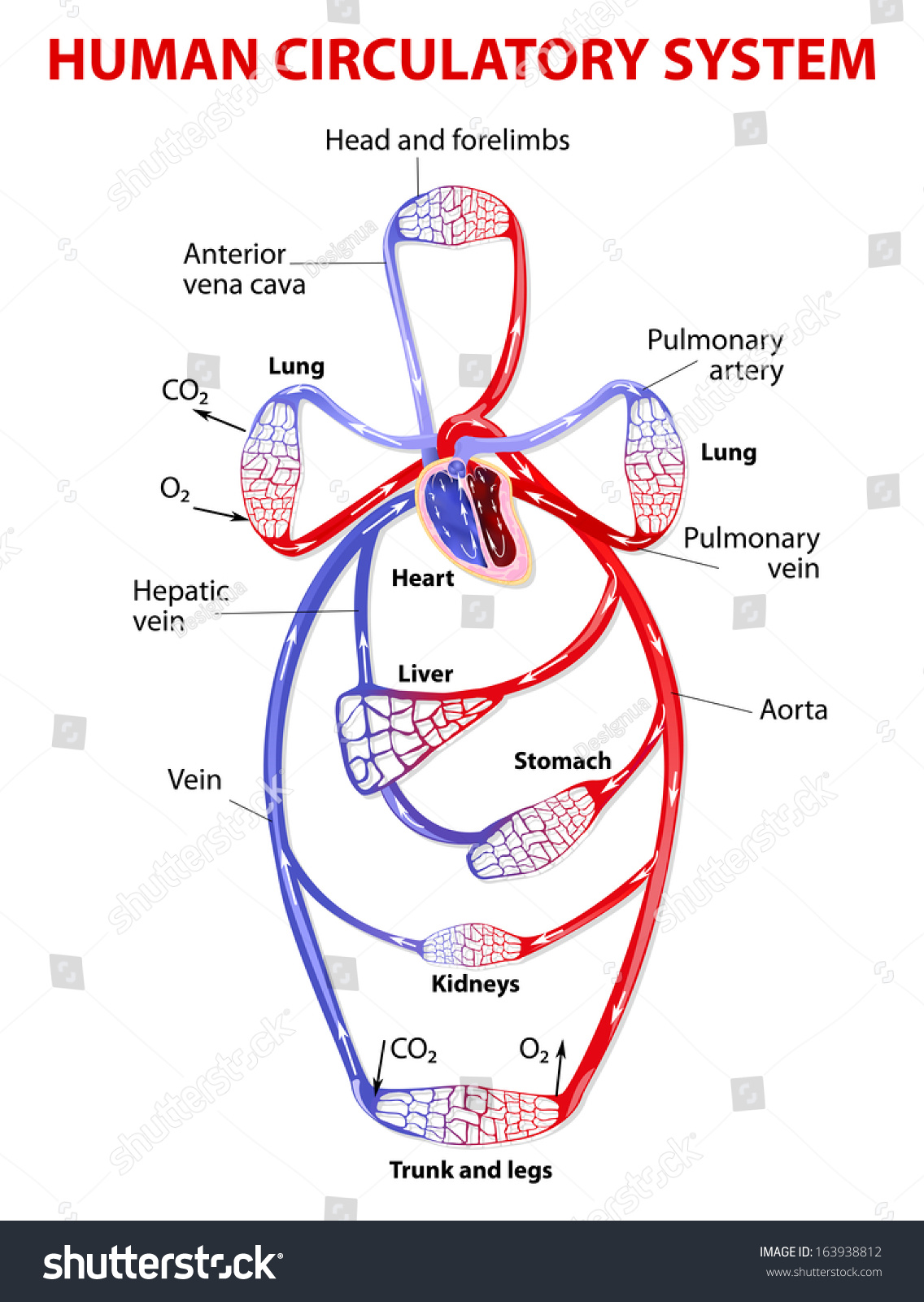 The Cardiovascular Circulatory System Transports Food, Hormones ...